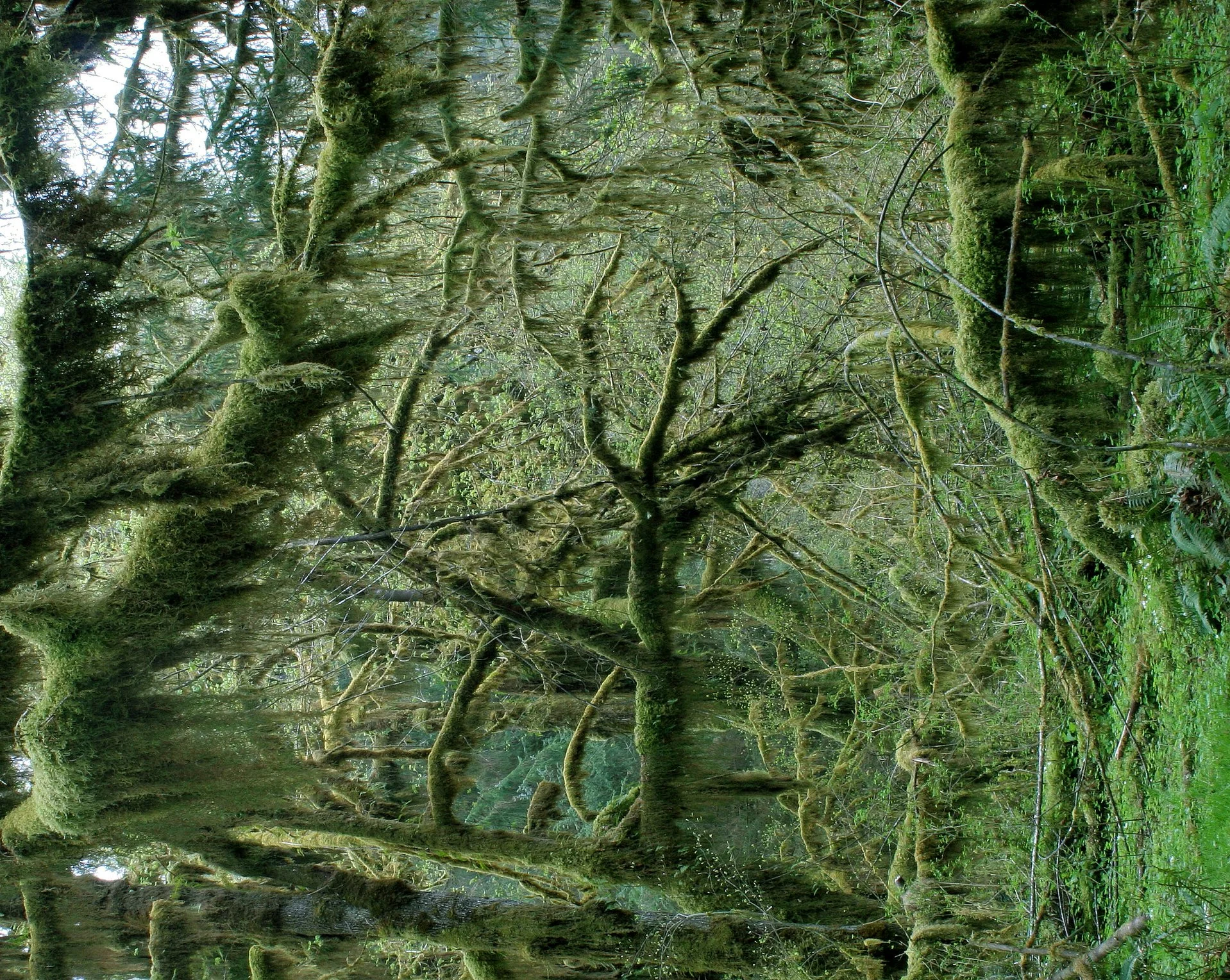 HOH RIVER VALLEY - HALL OF MOSSES (42).JPG