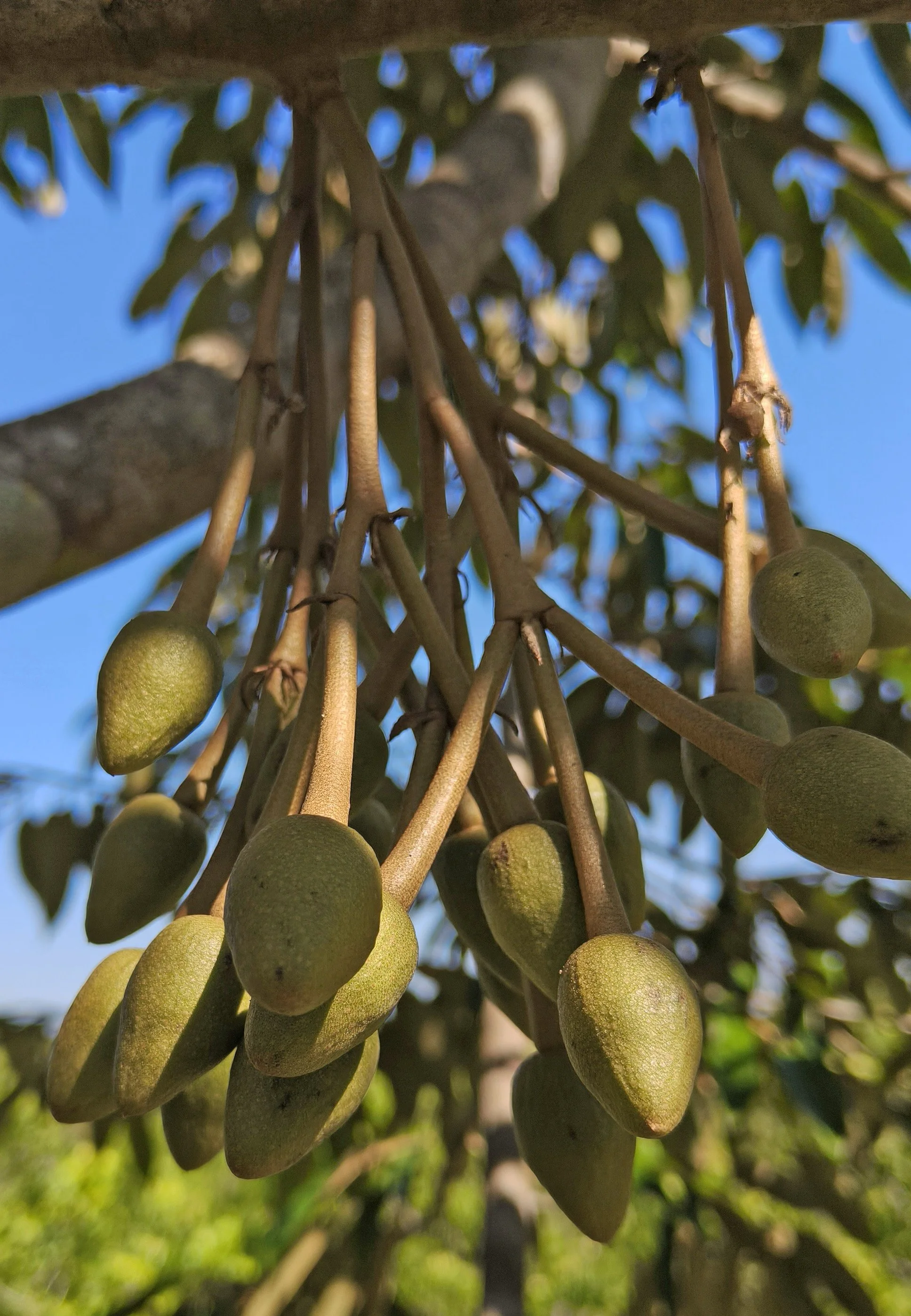 Ngao Durian Farm January 1 2026 (14).jpg