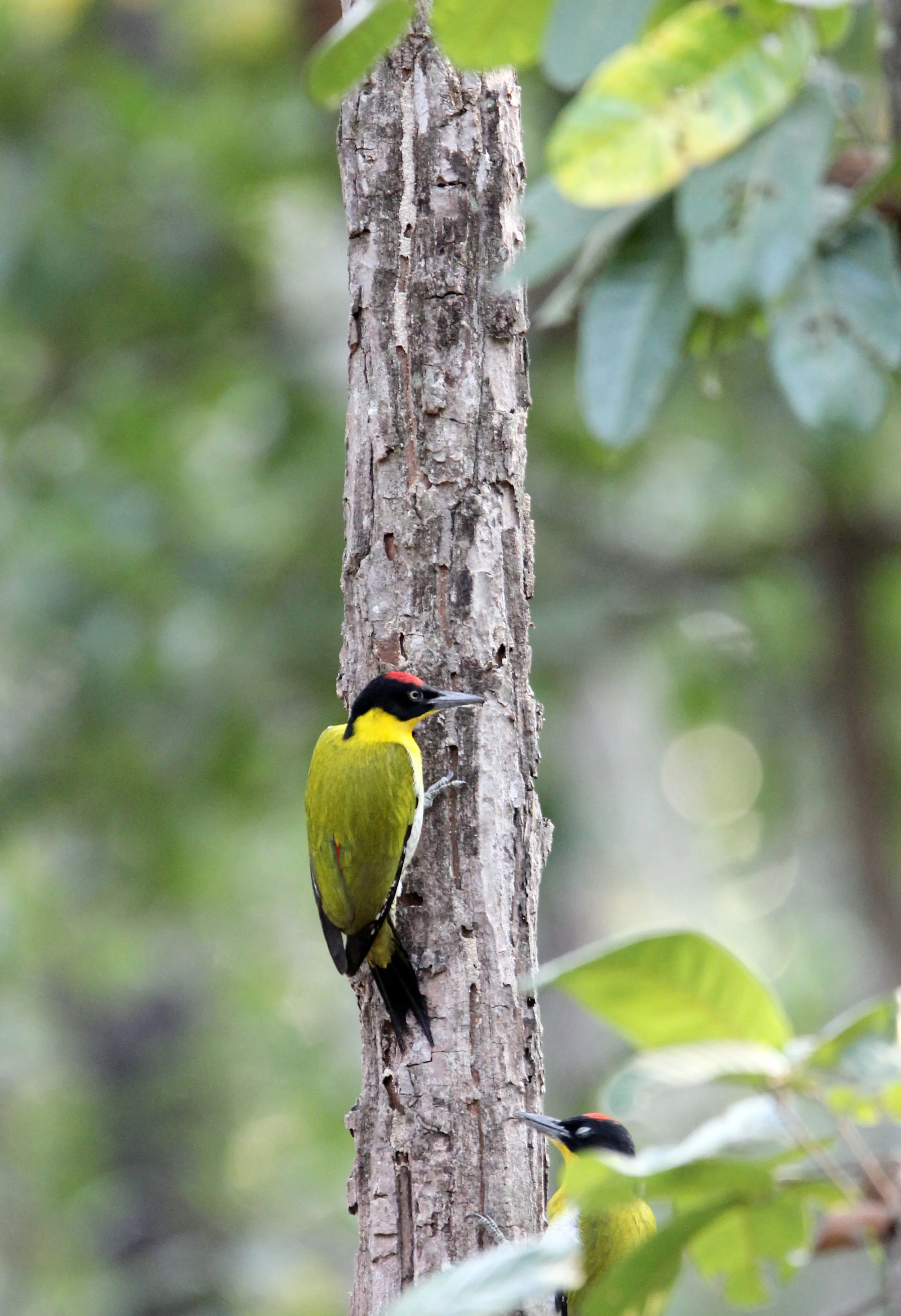 BIRD - WOODPECKER - BLACK-HEADED WOODPECKER - HUAI KHA KHAENG NATURE RESERVE - HEADQUARTERS - THAILAND (6).JPG