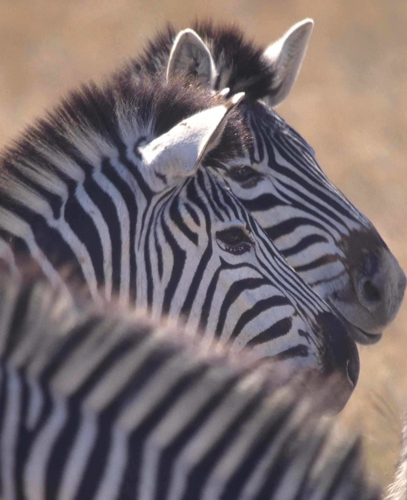 EQUIN - ZEBRA - COMMON - SERENGETI (9).jpg