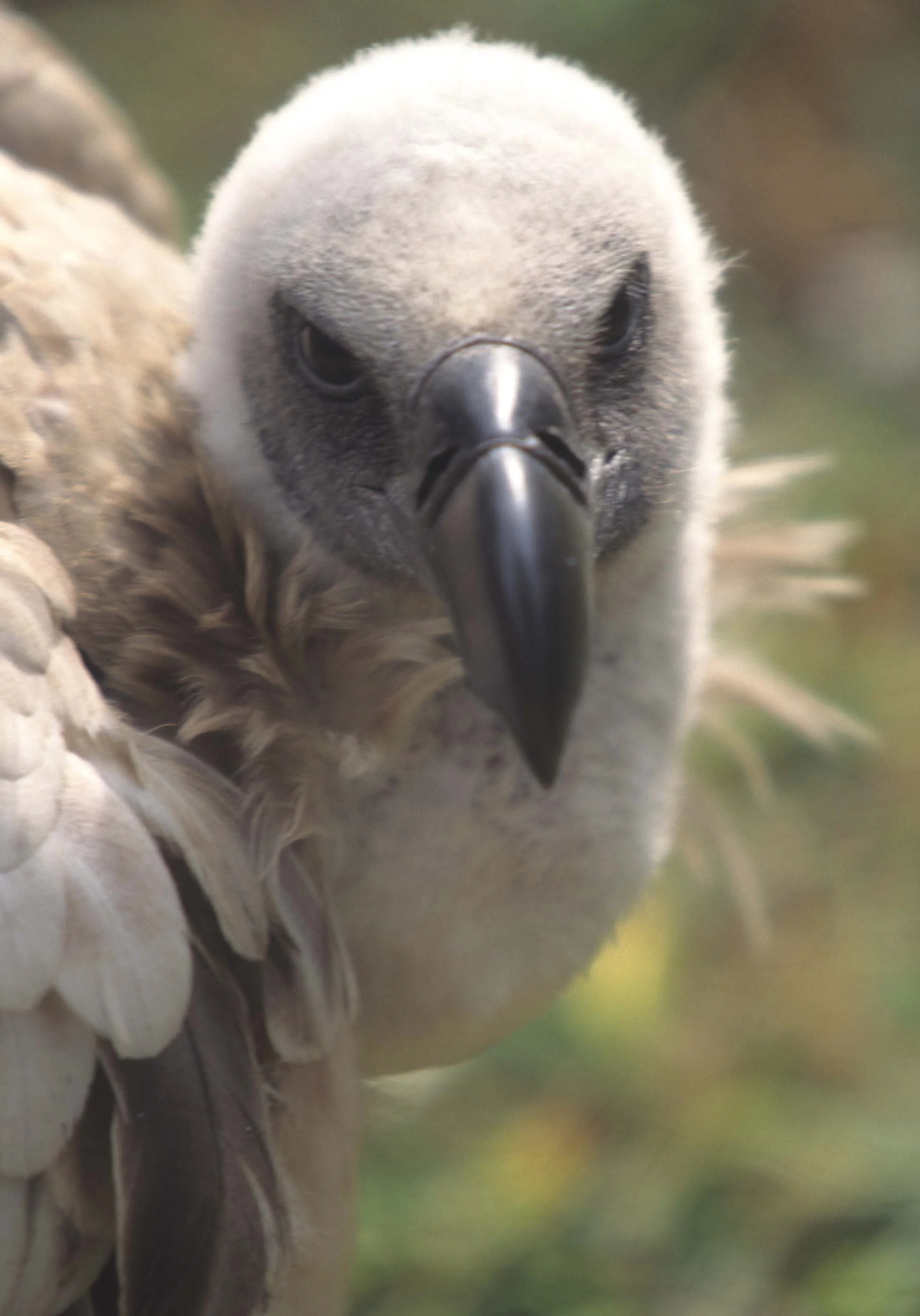 BIRDS - VULTURE - CAPE - RSA.jpg