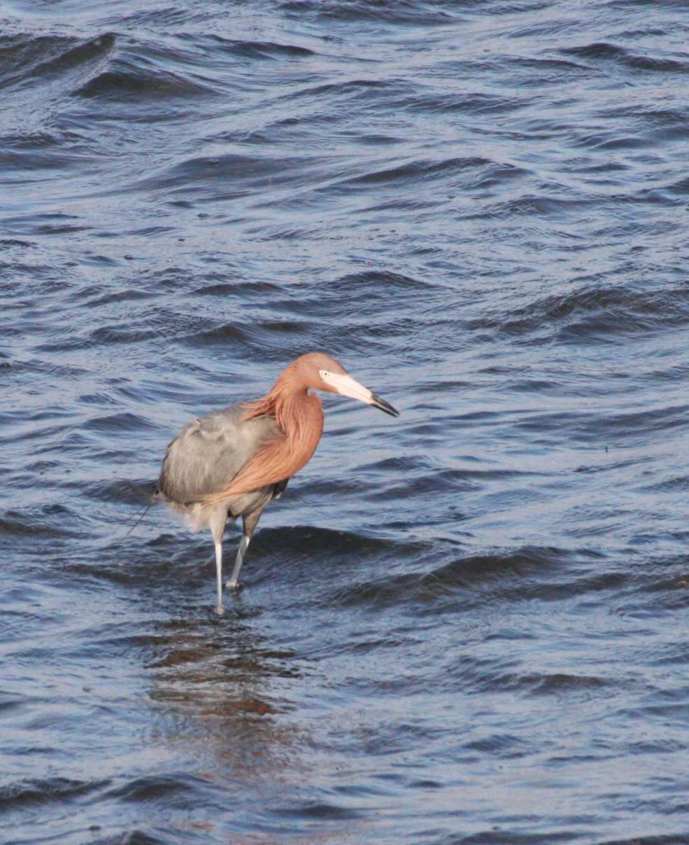 EGRET - REDDISH EGRET - Egretta rufescens - SAN IGNACIO LAGOON BAJA MEXICO (34).JPG