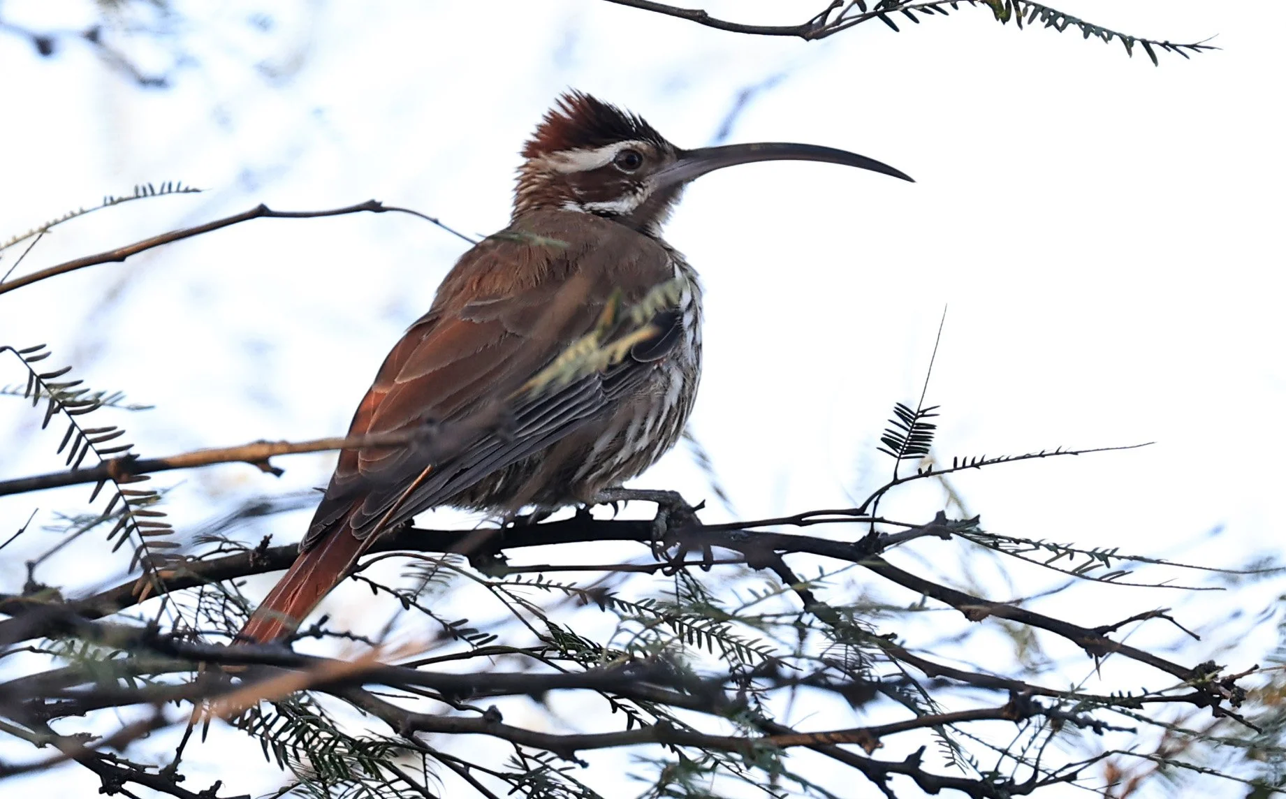 Scimitar-billed Woodcreeper (Drymornis bridgesii) Hotel Iparoma Campestre Paraguay (8).jpg