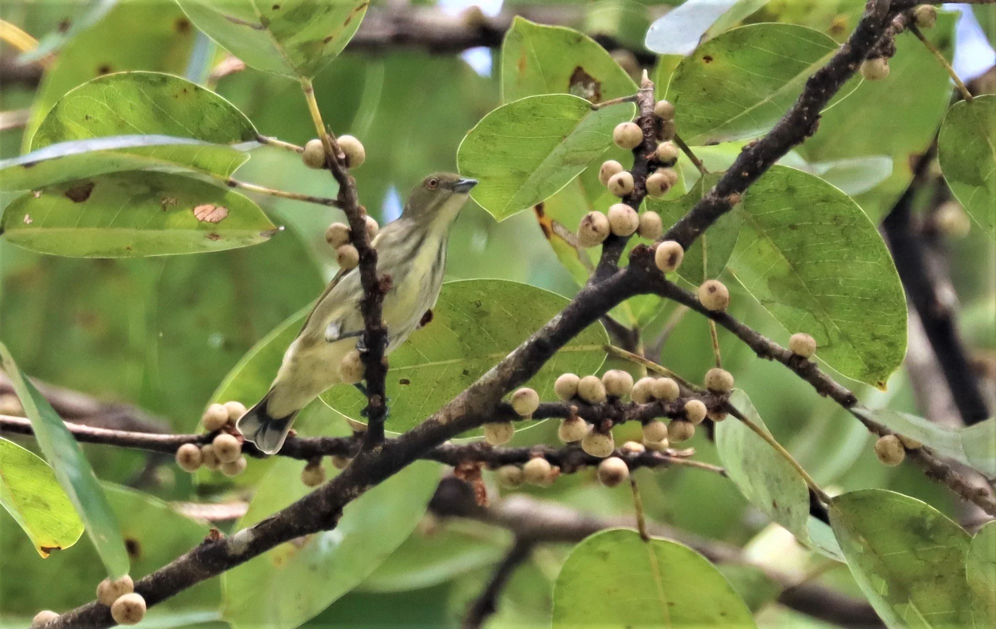 FLOWERPECKER - THICK-BILLED FLOWERPECKER - Dicaeum agile - KAENG KRACHAN - GIFTS SHOTS (5).jpg