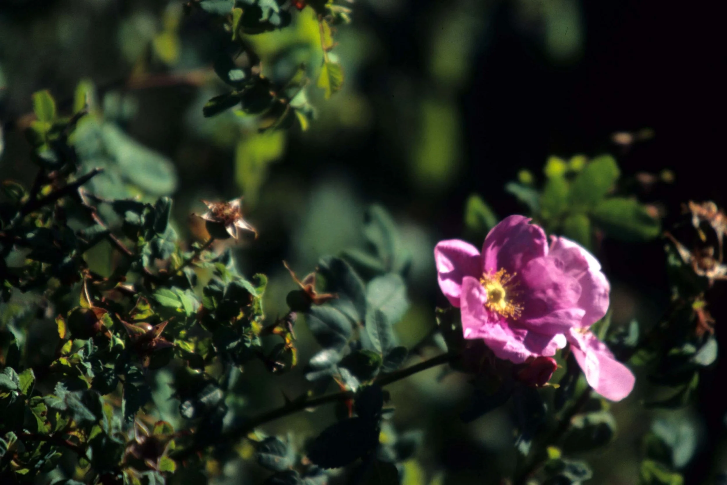 CALIFORNIA - REDWOODS NP - ROSA SPECIES.jpg