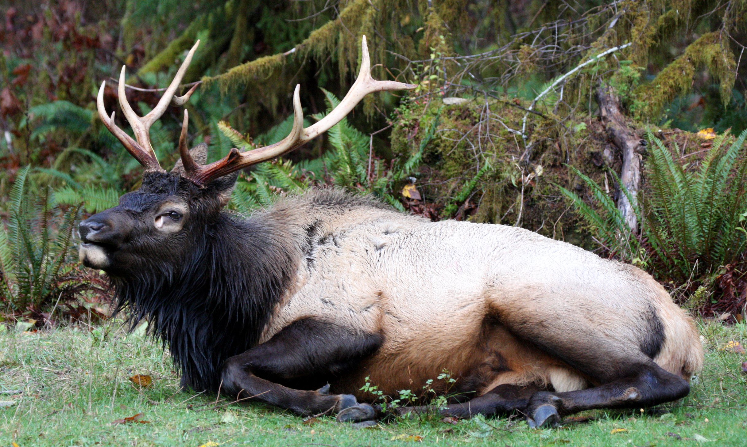 CERVID - ELK - BULL ROOSEVELT ELK - HOH RAINFOREST WA (26).JPG
