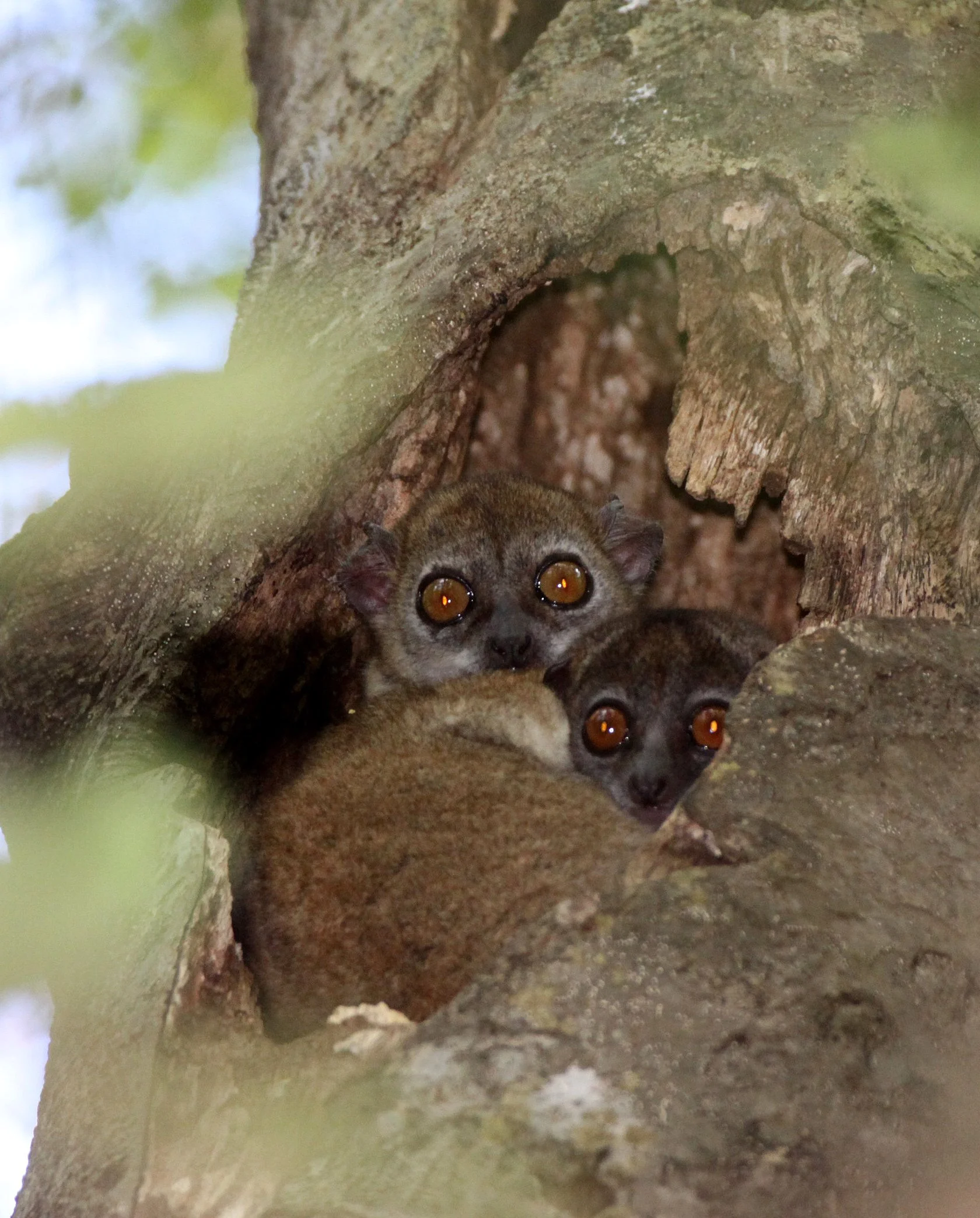LEPILEMURIDAE - Lepilemur ankaranensis - ANKARANA NATIONAL PARK MADAGASCAR (96).JPG