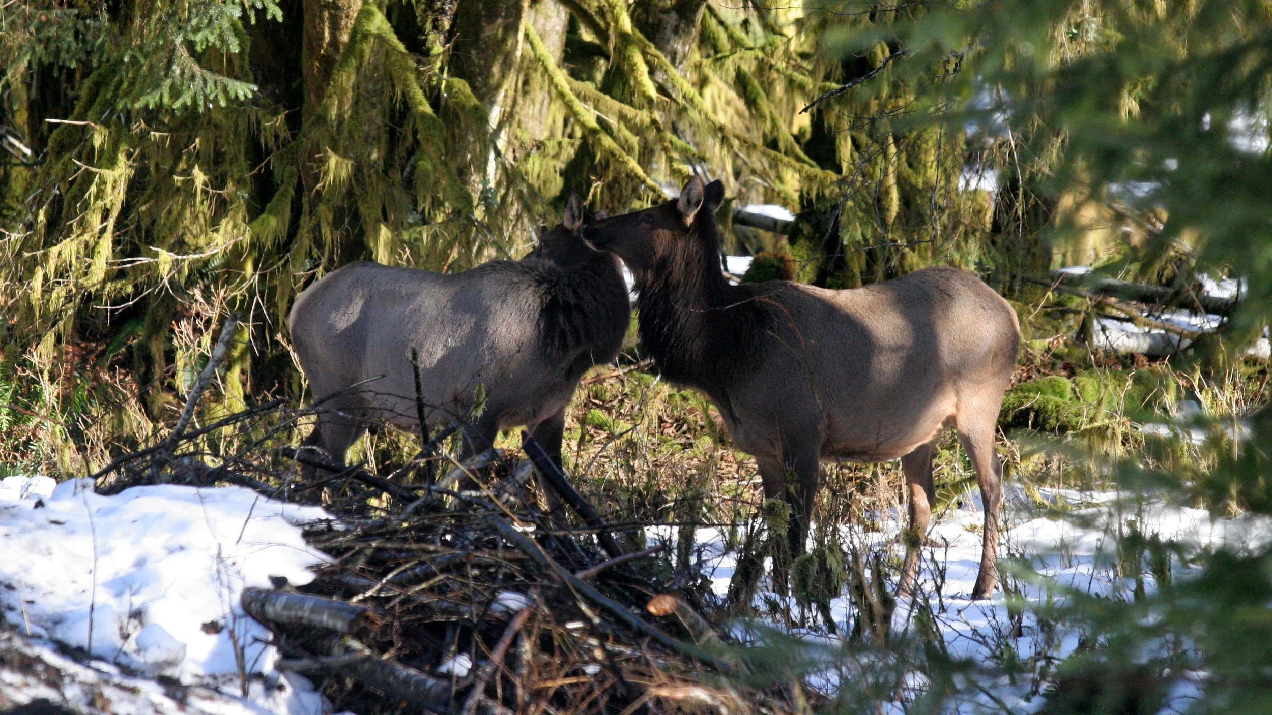 CERVID - ELK- ROOSEVELT ELK - HOH RAINFOREST WA (15).JPG