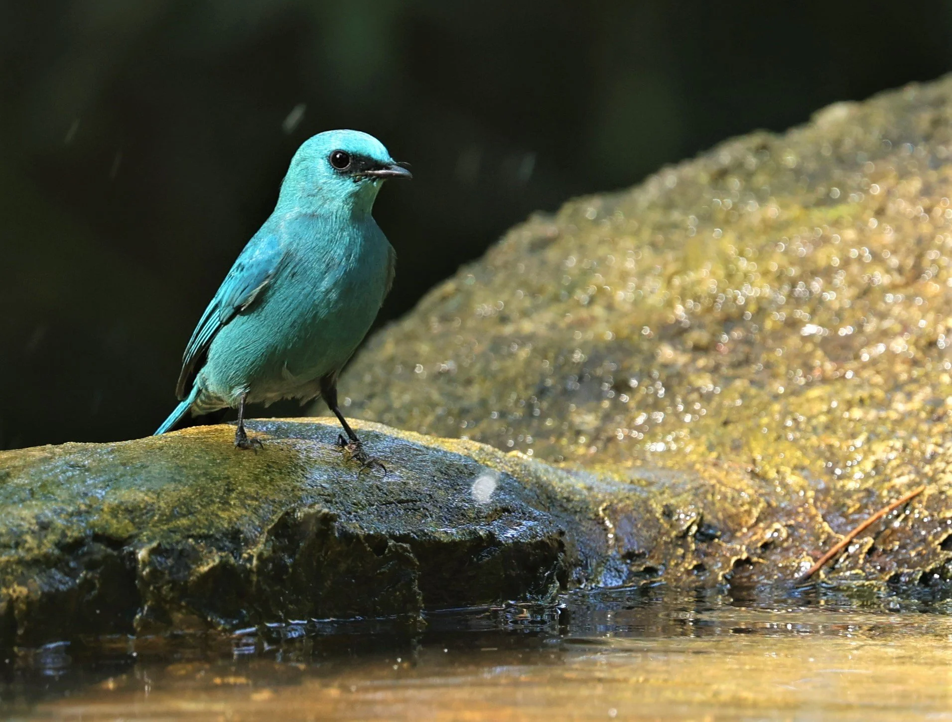 FLYCATCHER - VERDITER FLYCATCHER - Eumyias thalassina - WAT THAM PRATHUM CHONBURI JAN 30 2022 (155).jpg