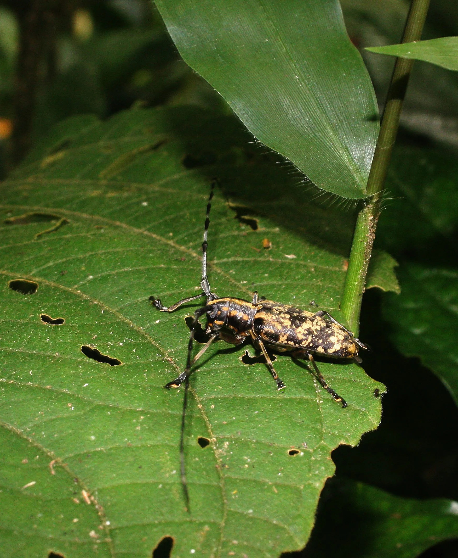 Epepeotes luscus - Huai Kha Khaeng, Thailand (4).JPG