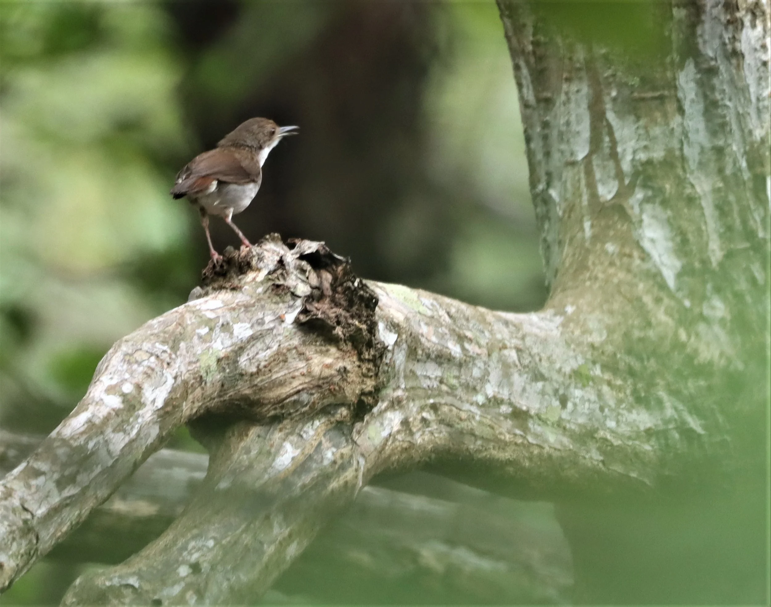 BABBLER - WHITE-BREASTED BABBLER - Stachyris grammiceps - AO PHANG NGA NATIONAL PARK AREA (3).jpg