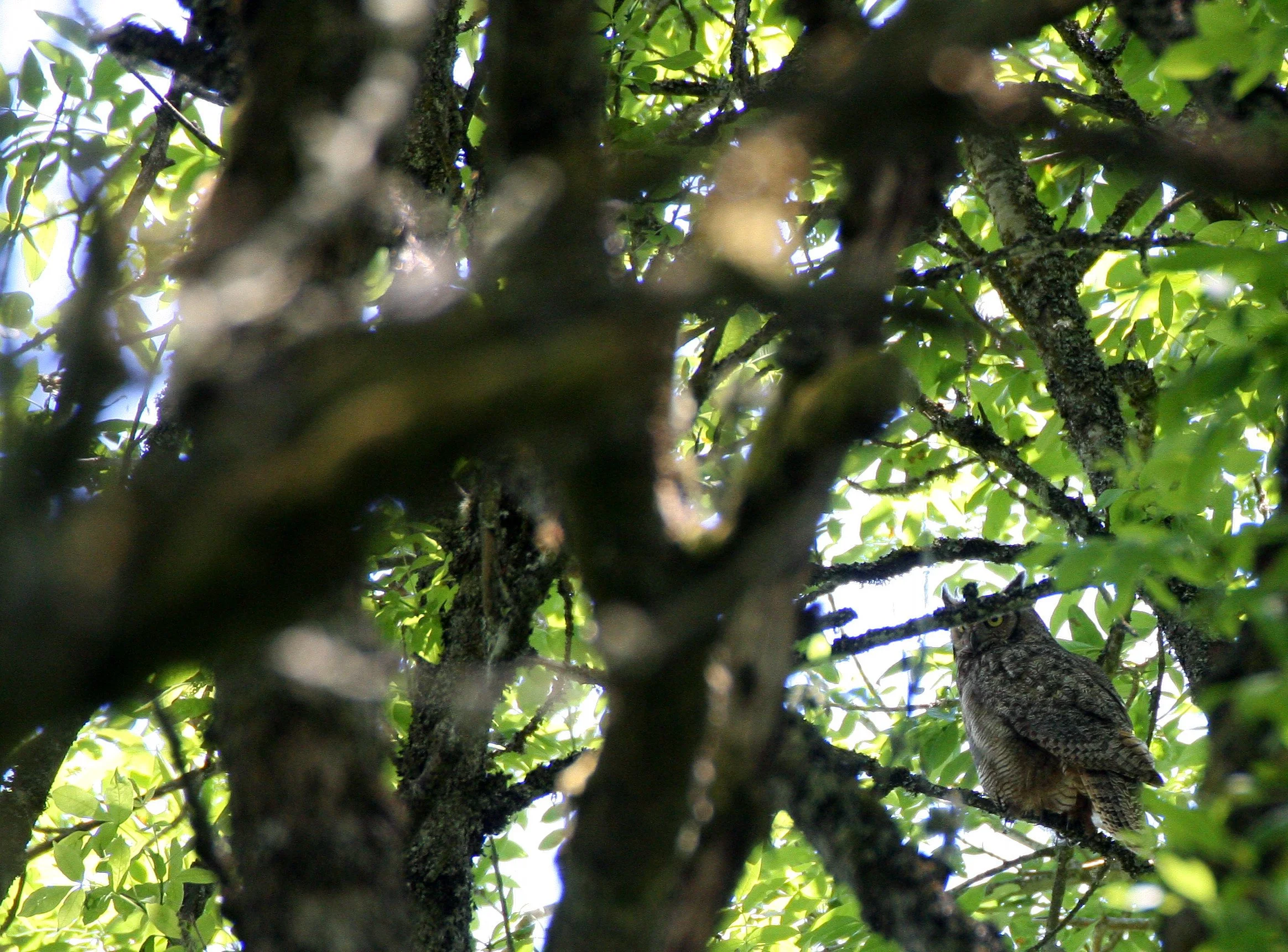 Bubo virginianus - GREAT-HORNED OWL - RIDGEFIELD NWR WA (7).JPG