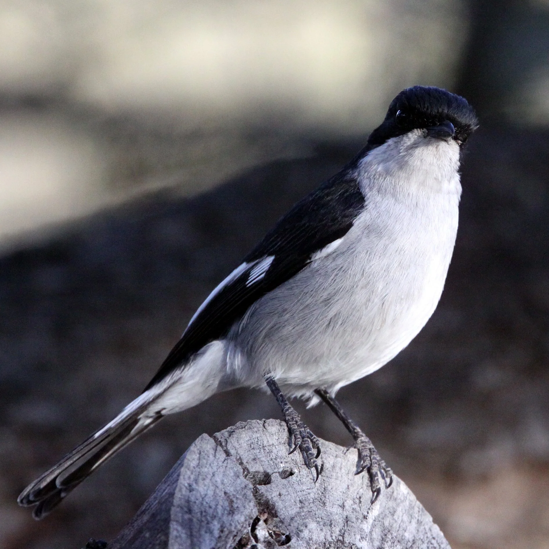 BIRD - FLYCATCHER - FISCAL FLYCATCHER - SIBELUS SILENS - KAROO NATIONAL PARK SOUTH AFRICA (11).JPG