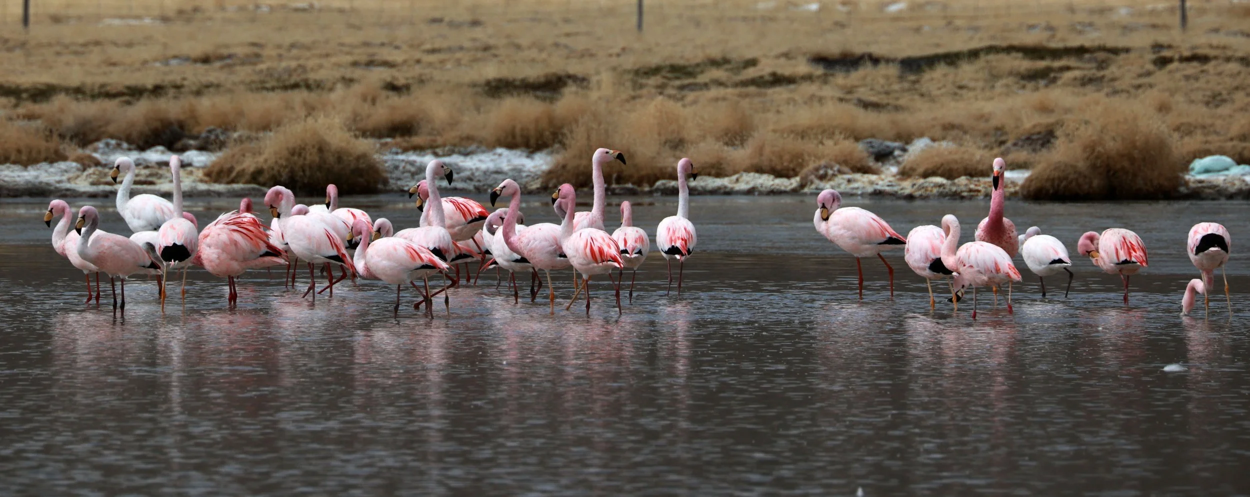 Flamingo - James's Flamingo - Phoenicoparrus jamesi - mixed with Andean flamingo - Phoenicoparrus andinus -  Lauca National Park, Chile (35).jpg