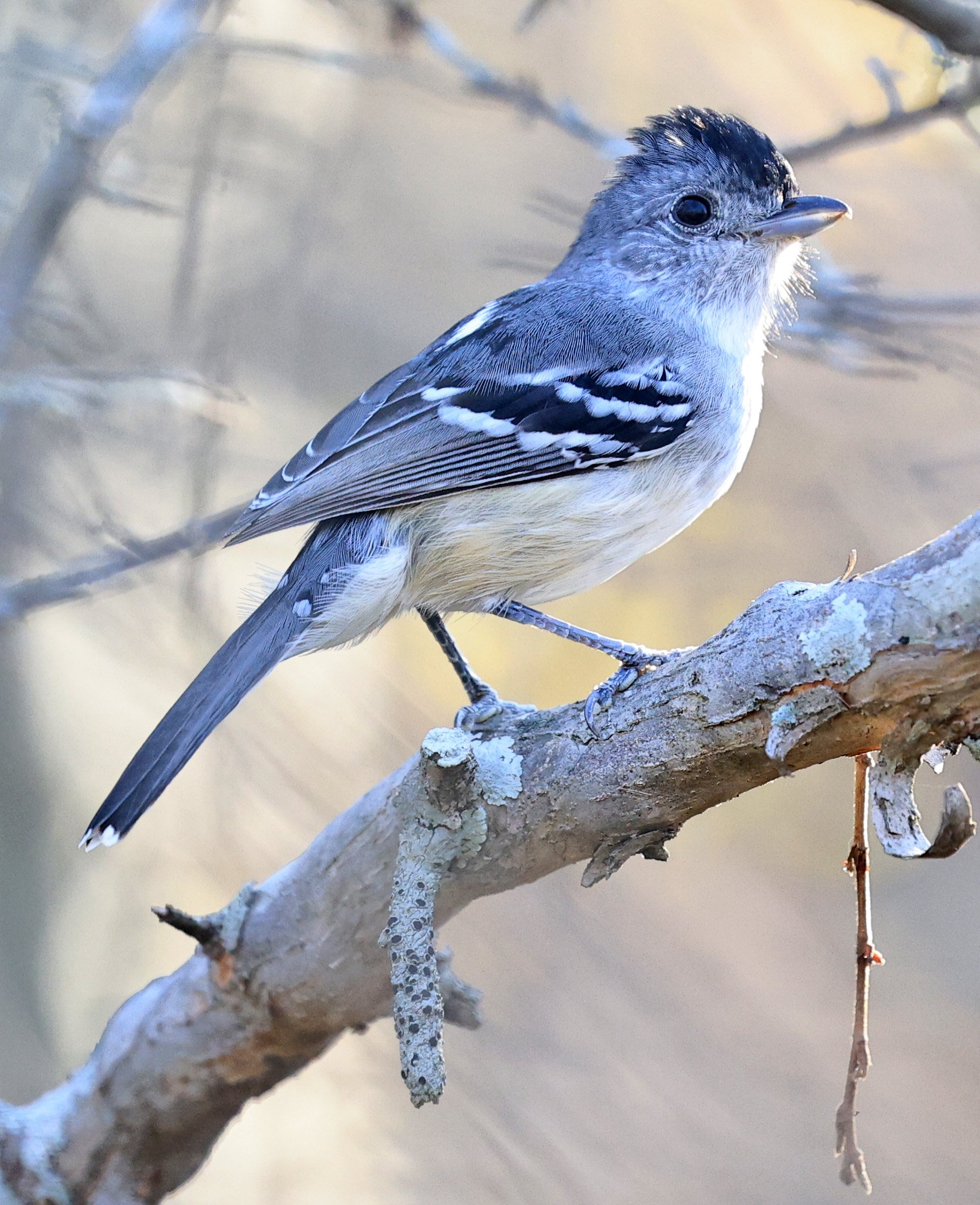 Variable Antshrike (Thamnophilus caerulescens) Aurora Chaquena Reserve - Nueland Mennonite Colony Paraguay (20).jpg