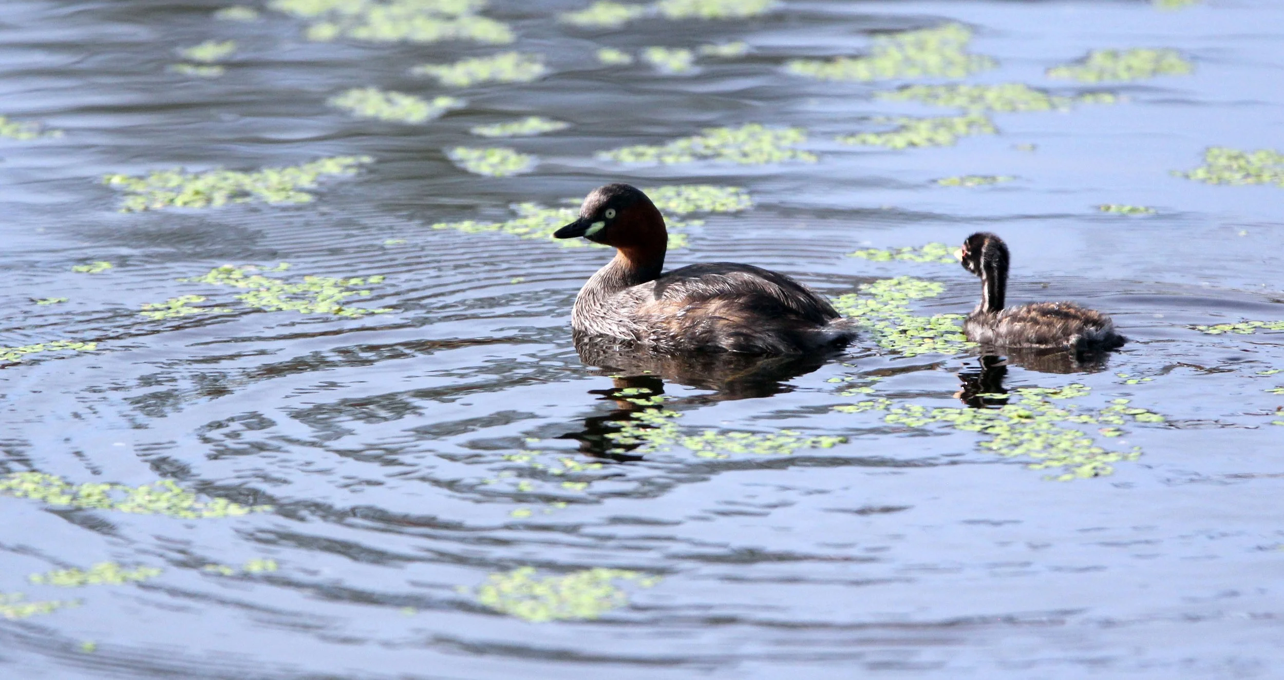 Little Grebe (Tachybaptus ruficollis) Nakhon Si Thammarat Wetlands Thailand (4).JPG