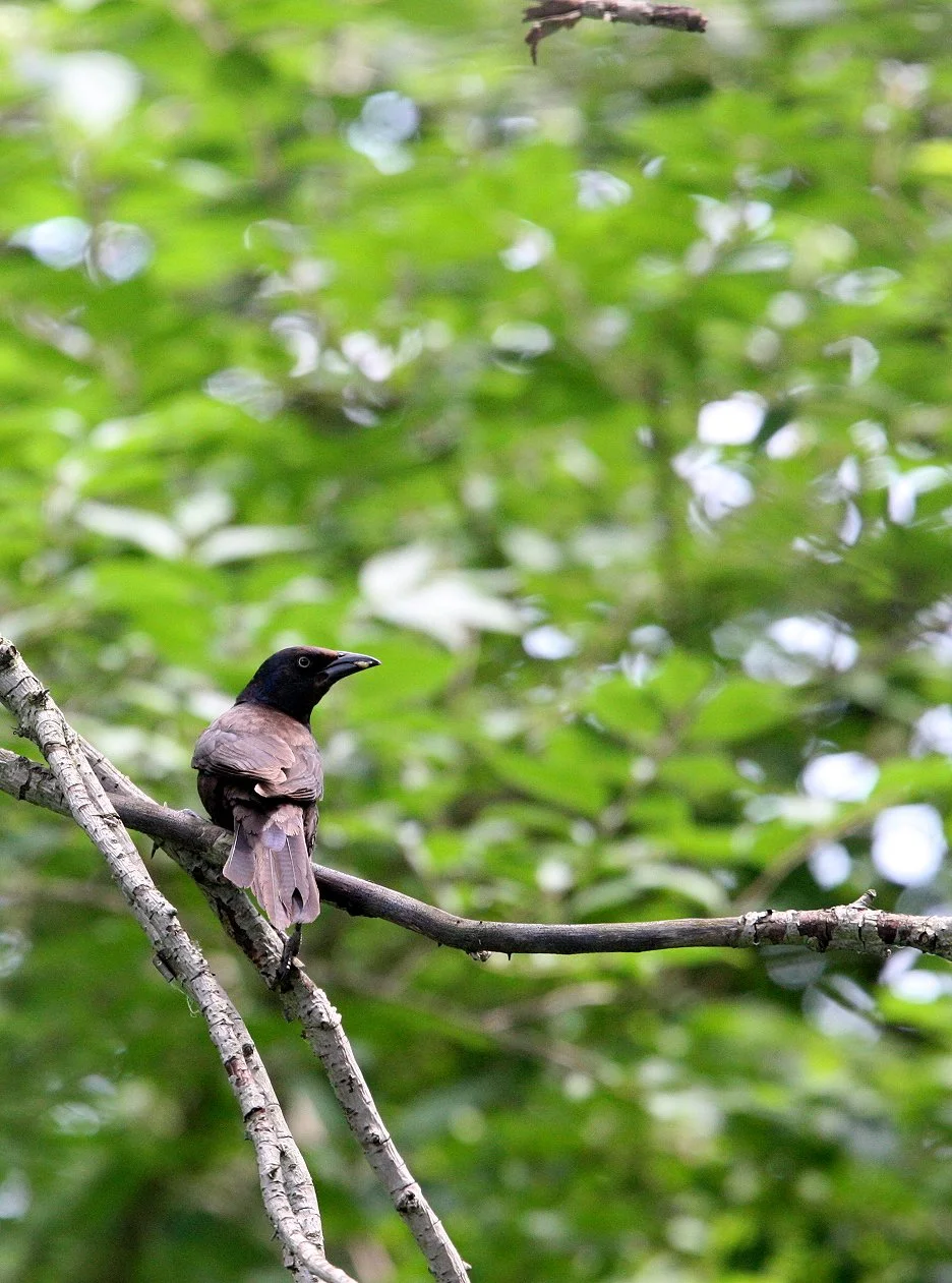 Common Grackle (Quiscalus quiscula) Lincoln Marsh Illinois (1).JPG