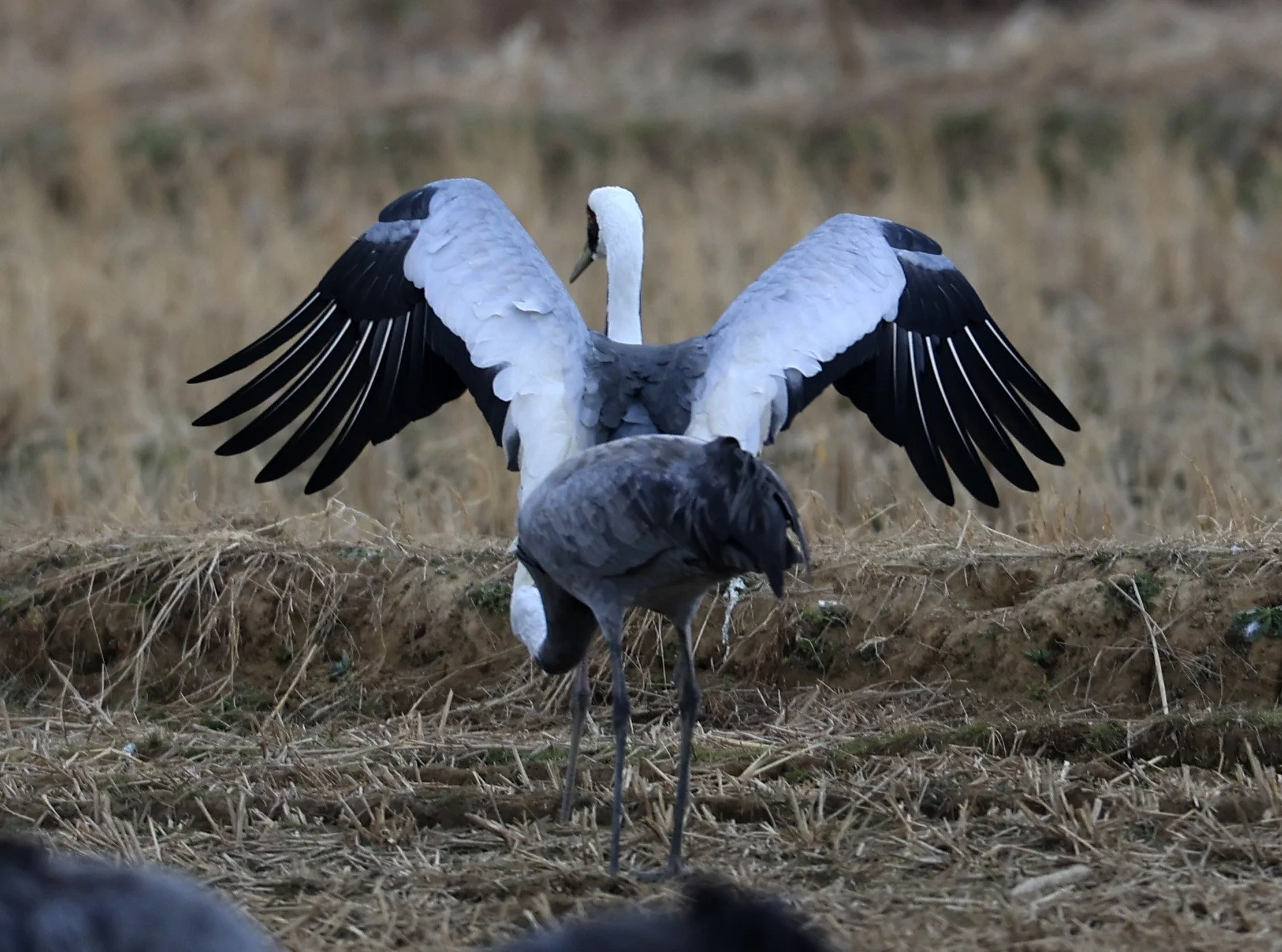 White-naped Crane (Antigone vipio) Izumi Crane Park & Center, Izumi Kagoshima Kyushu Japan (227).jpg