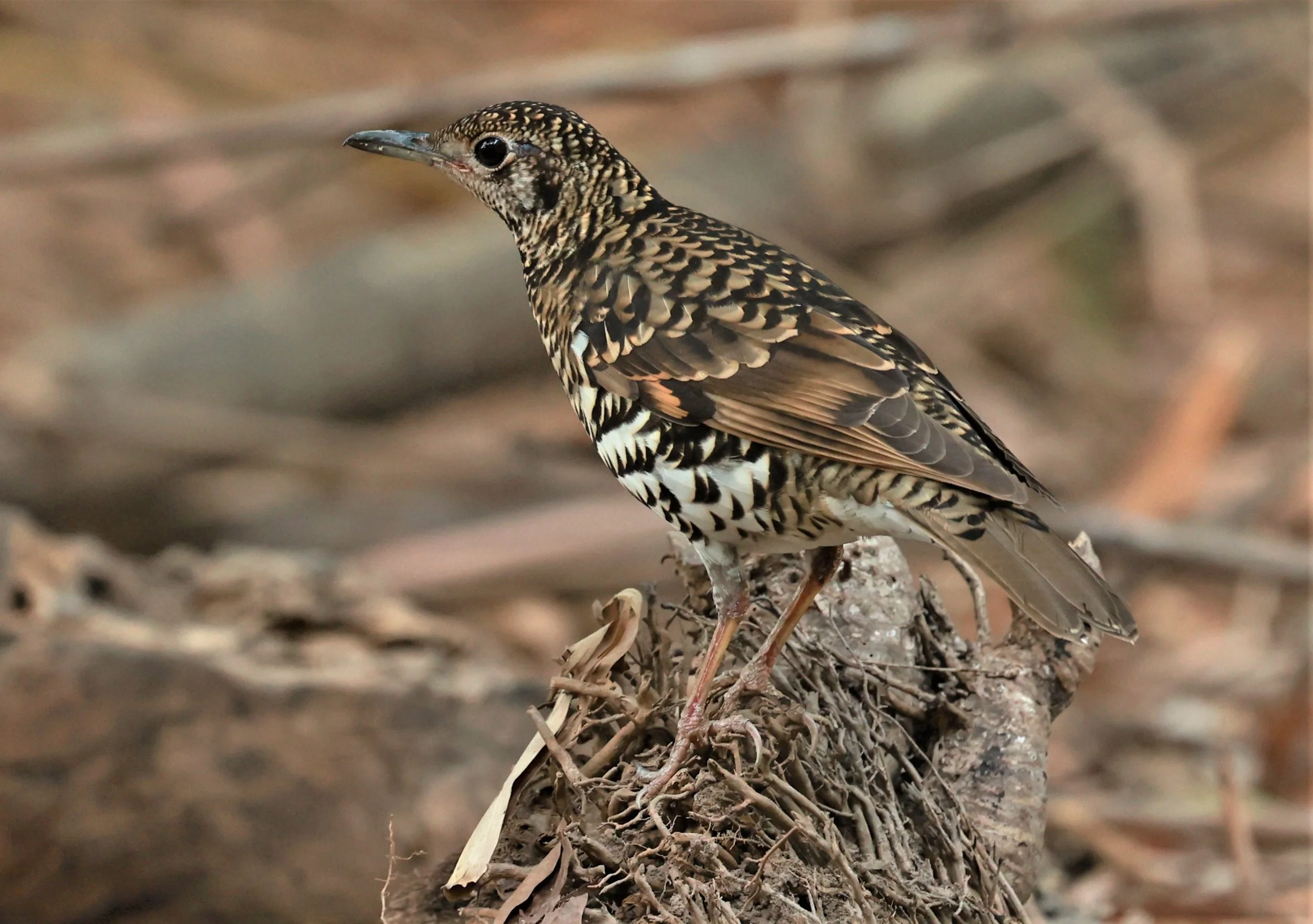 White's Thrush (Zoothera aurea) Putthamonthon Park Nakhon Pathom Thailand (80).jpg