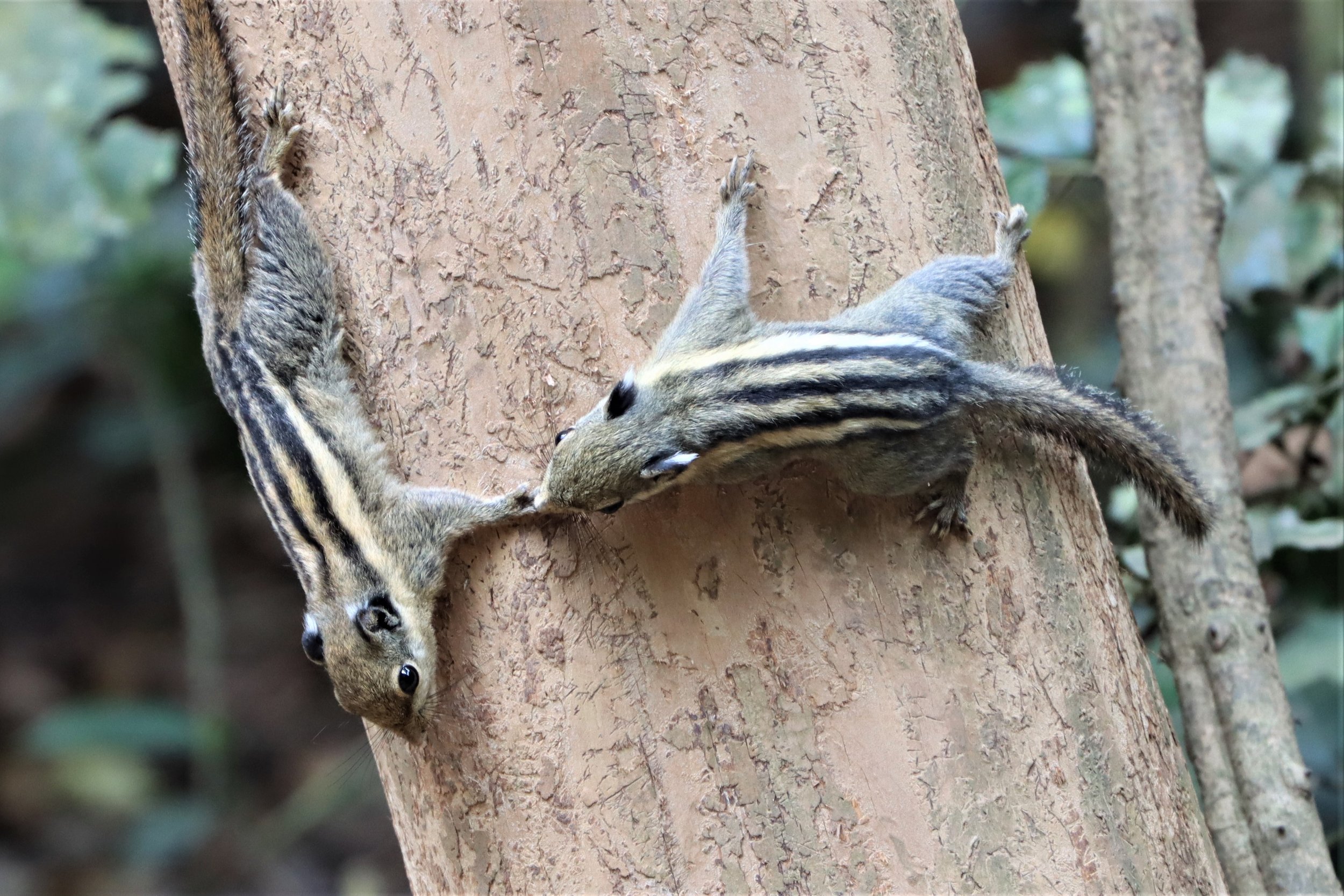 Tamiops mcclellandii - WESTERN (BURMESE) STRIPED SQUIRREL - NEUNG HIDE KAENG KRACHAN (29).jpg
