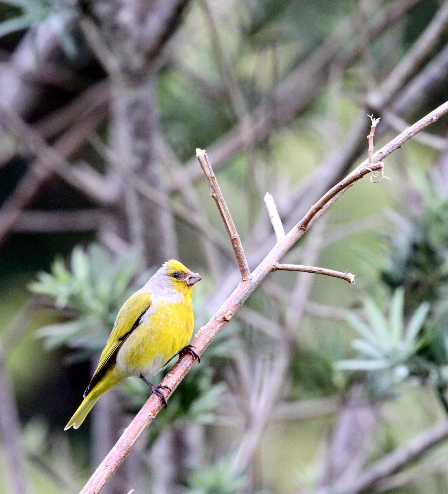 Cape Canary (Serinus canicollis) Cape Town South Africa (1).JPG