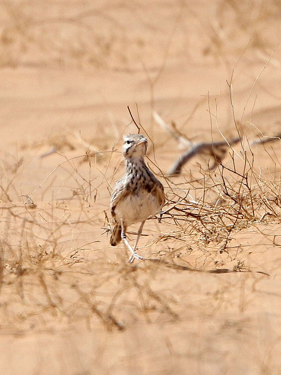 Greater Hoopoe-Lark (Alaemon alaudipes) Jebil NP Tunisia (1).JPG