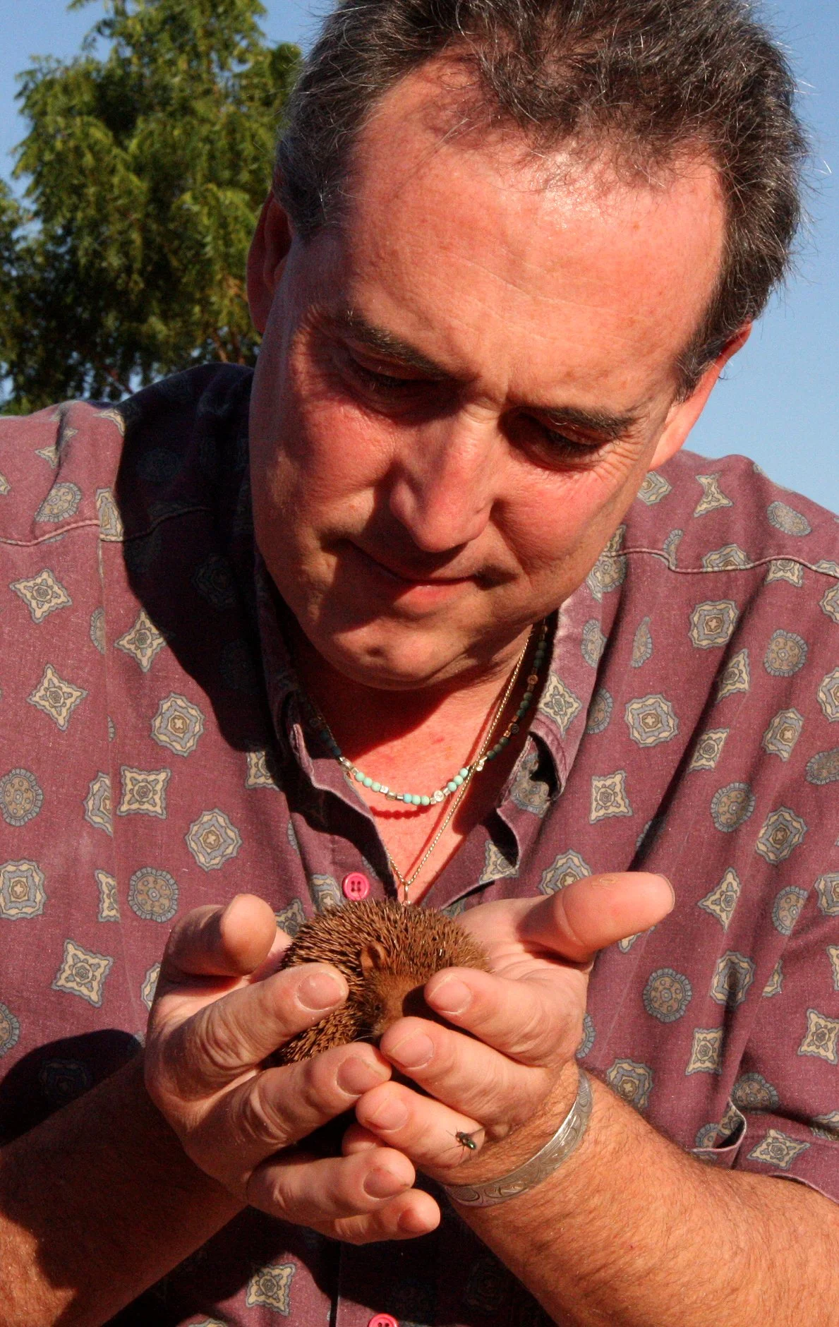 Echinops telfairi - LESSER HEDGEHOG TENREC - ORDER AFROSORICIDA - BERENTY RESERVE MADAGASCAR (86).JPG