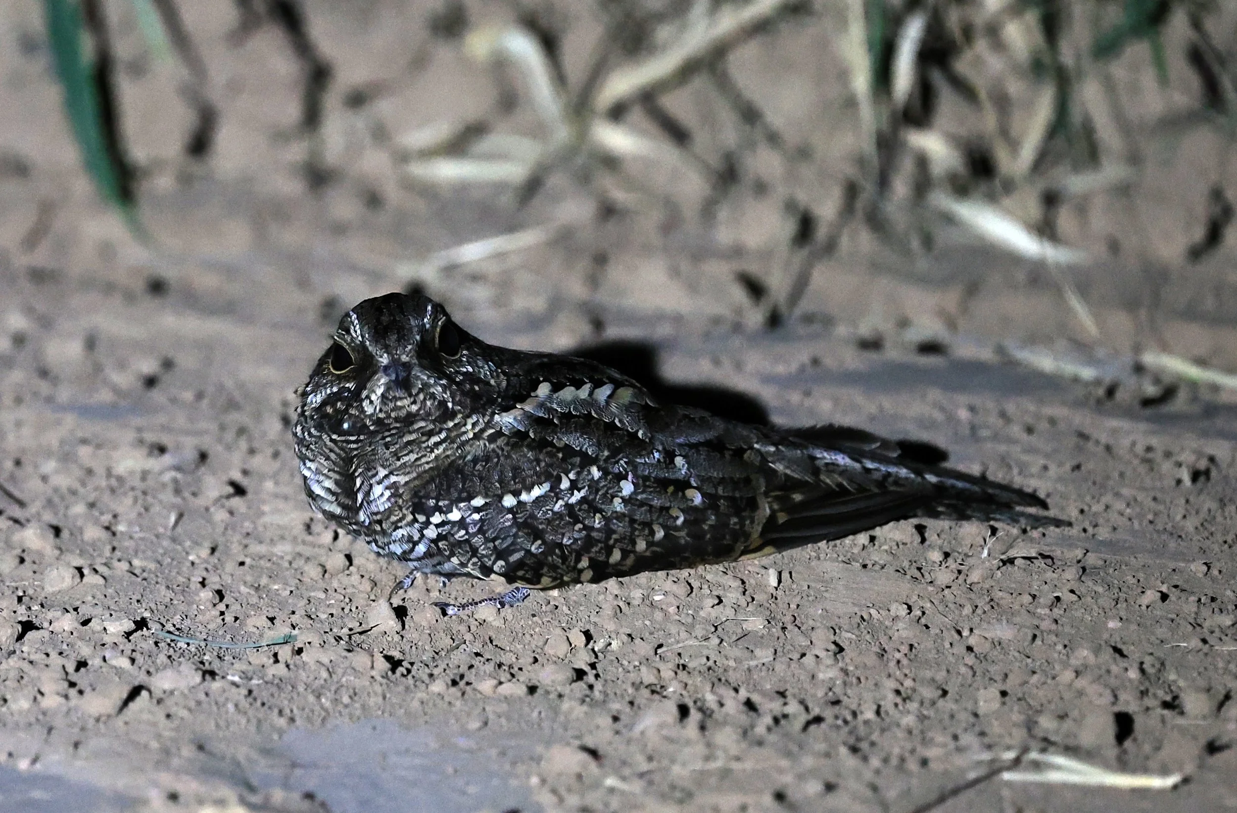 Scissor-tailed Nightjar (Hydropsalis torquata) female - Fortin Toledo Paraguay (14).jpg