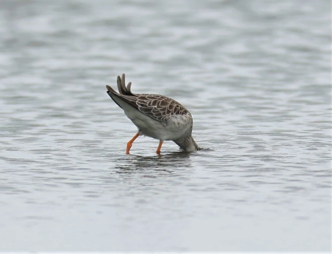 RUFF - Philomachus pugnax - BANG PAKONG SALT PANS CHACHOENGSAO WEST OF RIVER Sep 25 2021 (11).jpg