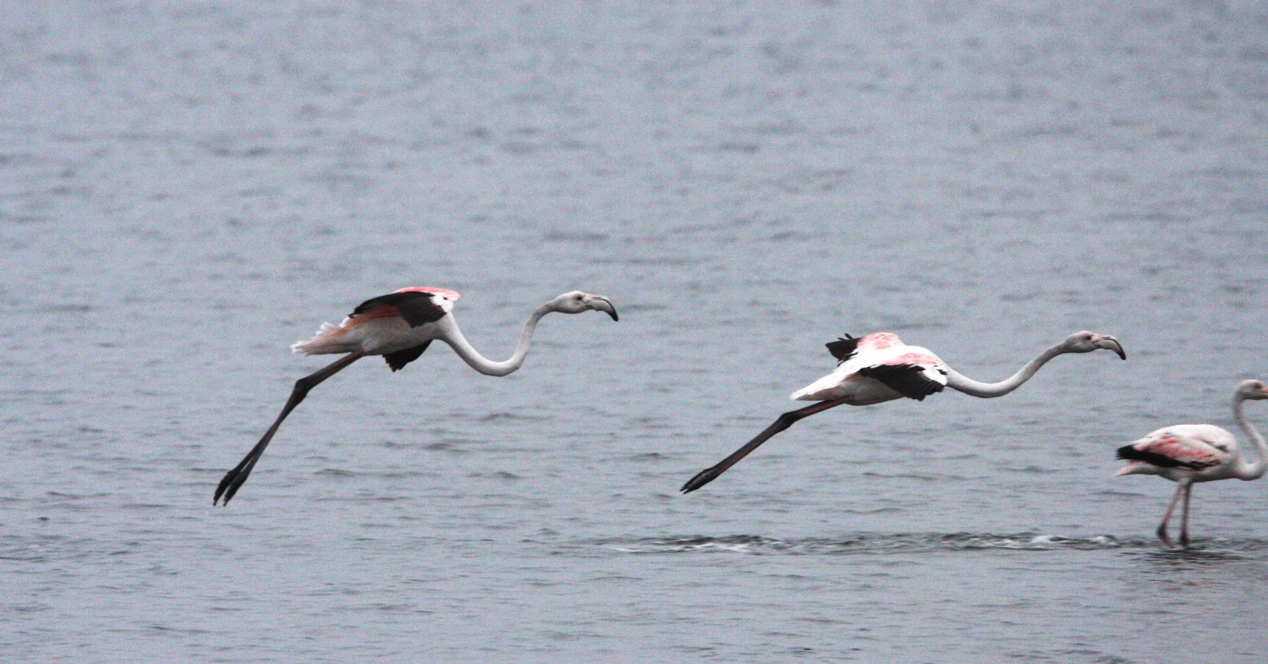 Phoenicopterus roseus - Greater Flamingo - Walvis Bay Namibia (61).JPG