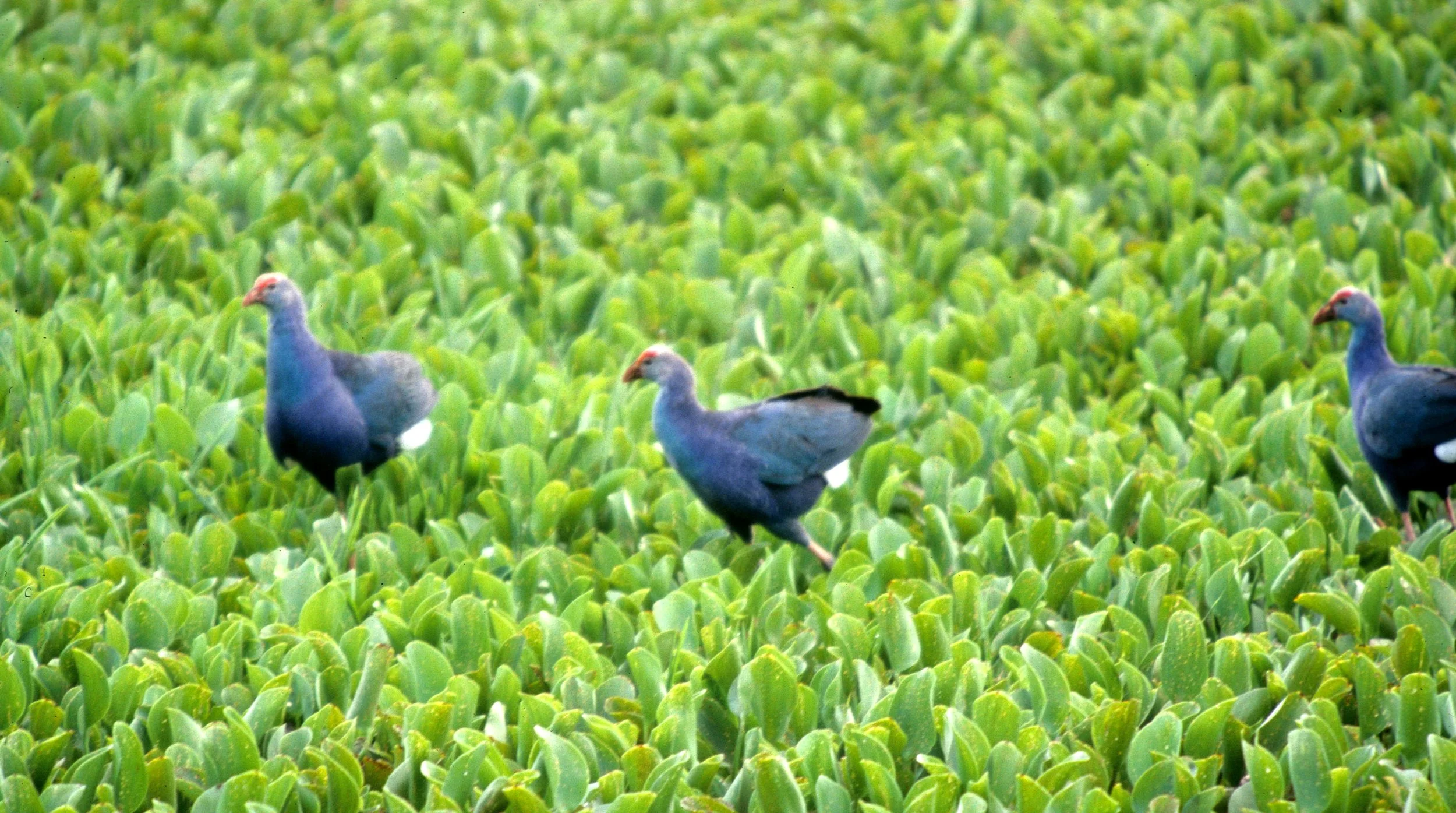 BIRD - MOORHEN - PURPLE MOOREHEN - KALEODEO INDIA.jpg