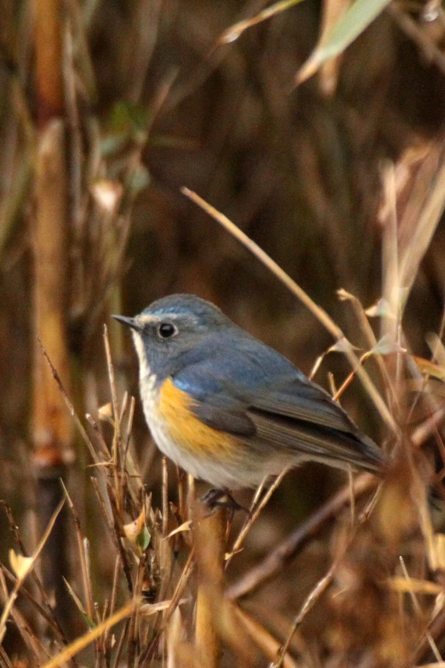 BIRD - ROBIN - ORANGE-FLANKED BUSH ROBIN - FOPING NATURE RESERVE SHAANXI PROVINCE CHINA (5).JPG
