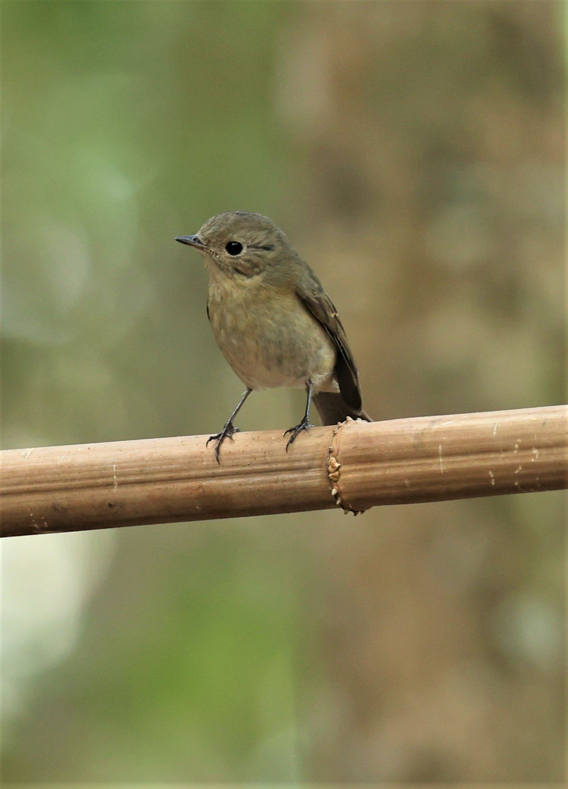 FLYCATCHER - SLATY-BACKED FLYCATCHER - Ficedula erithacus - DOI ANG KHANG CHIANG MAI FEB 2022 (1).jpg