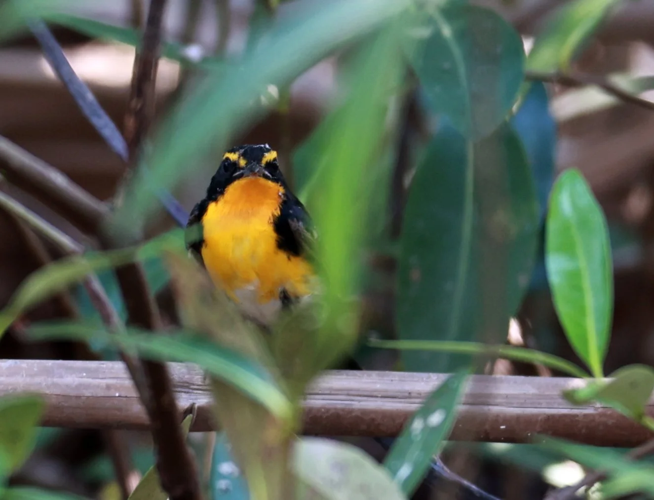 Flycatcher - Narcissus Flycatcher - Ficedula narcissina - Bang Pu Mangrove Forest Reserve, Samut Prakan March 30, 2024 (56).jpg