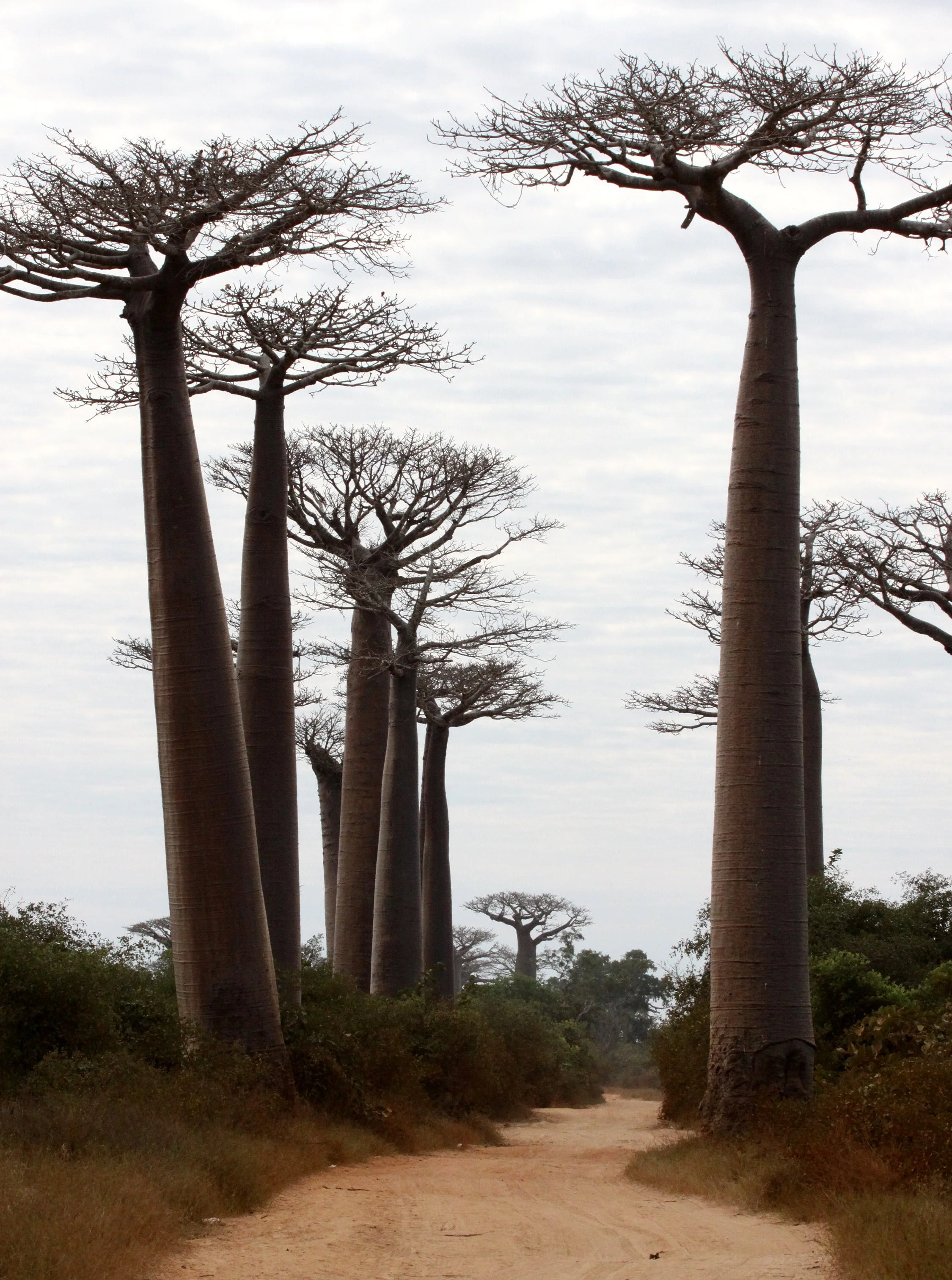 PLANT - BAOBAB - ADANSONIA GRANDIDIERI - AVENUE DU BAOBABS - KIRINDY NATIONAL PARK - MADAGASCAR (5).JPG