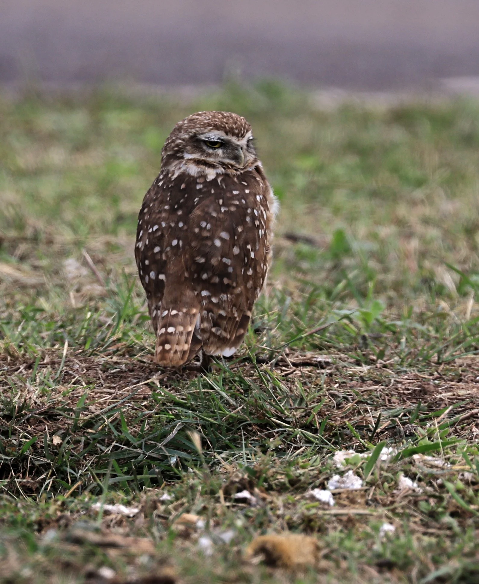 Burrowing Owl (Athene cunicularia) Aurora Chaquena near Neuland Mennonite Colony Paraguay (6).jpg