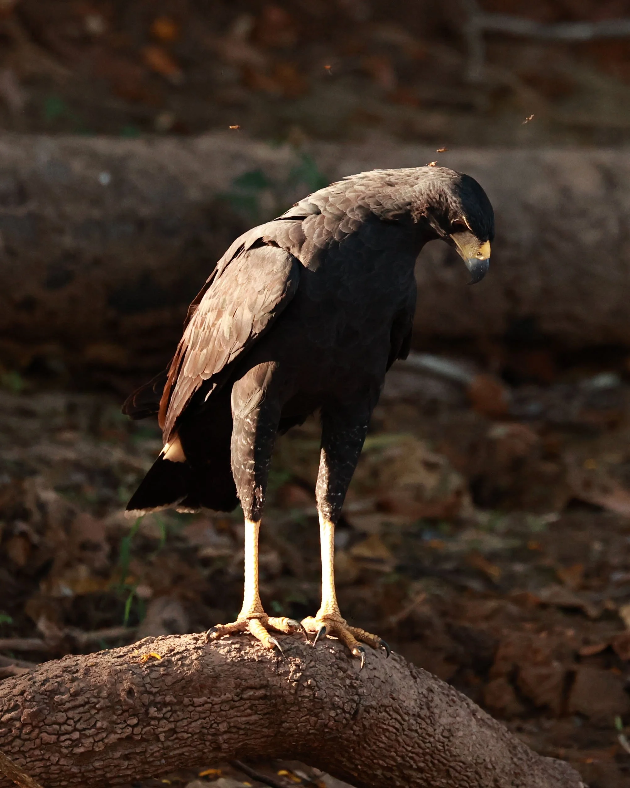 Hawk - Great Black Hawk - Buteogallus urubitinga - Pantanal, Encontro das Águas State Park, Porto Jofre, Cuiaba River, Brazil (23).jpg