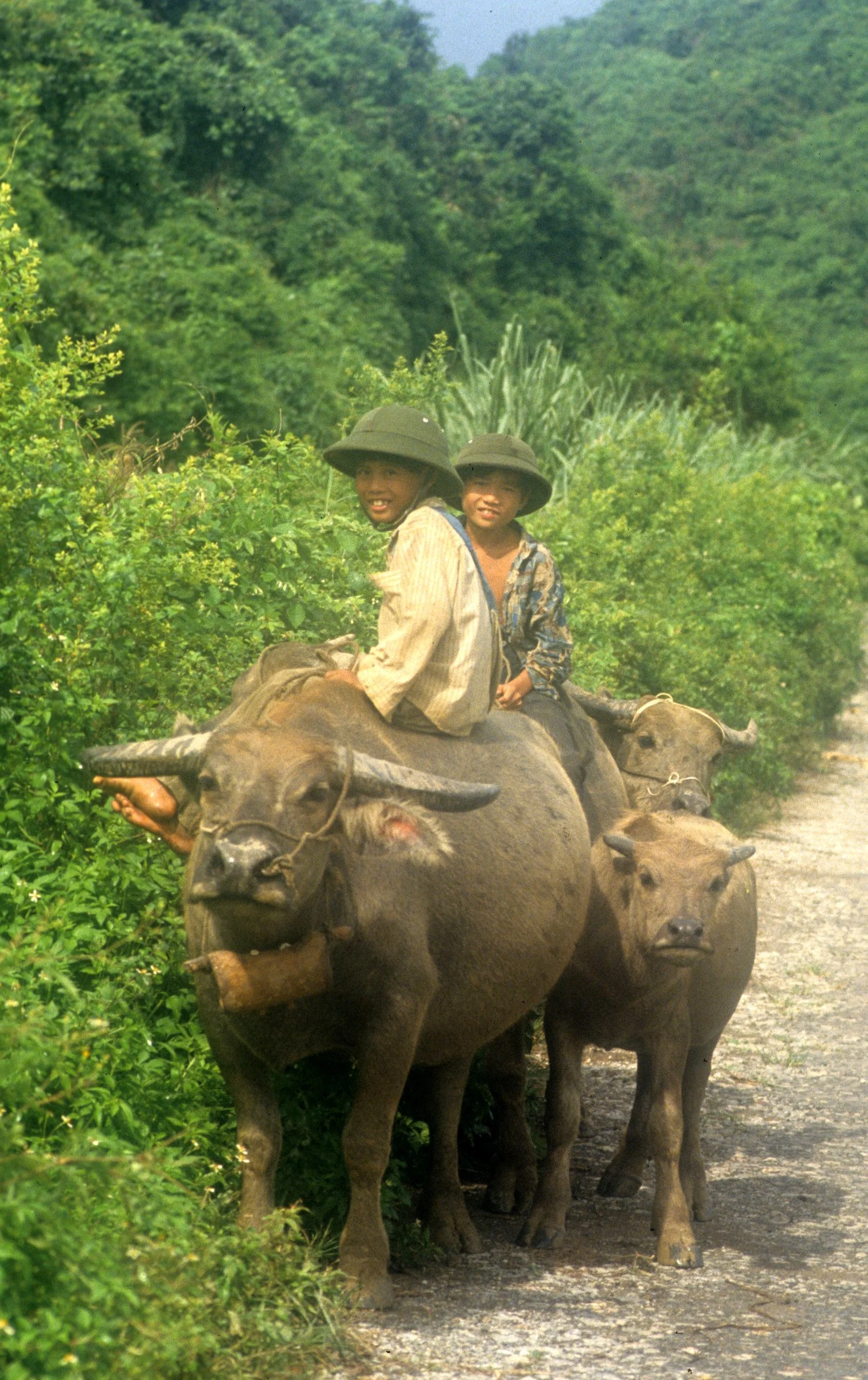 NORTH VIET NAM - BOYS ON BUFFALO - 1994.jpg