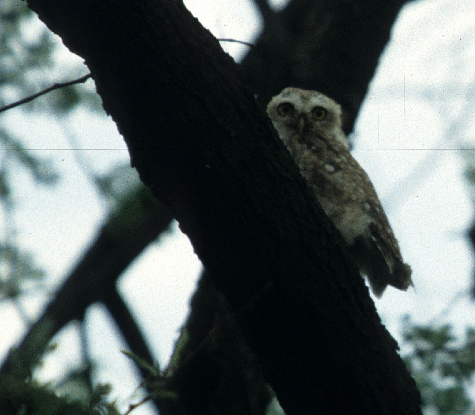 BIRD - OWL - SPOTTED OWLET - CHITWAN NEPAL.jpg