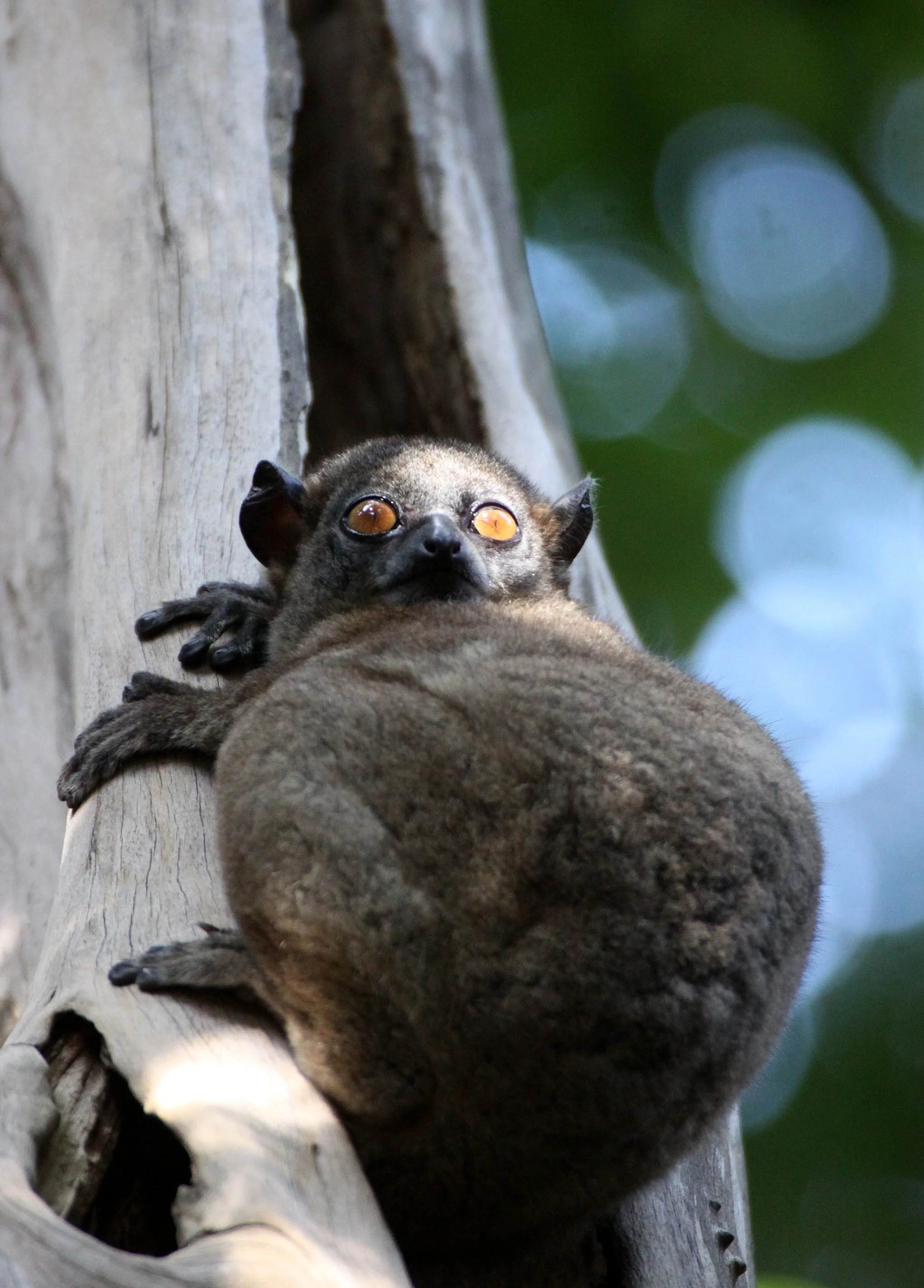 LEPILEMURIDAE - Lepilemur ankaranensis - ANKARANA NATIONAL PARK MADAGASCAR (104).JPG