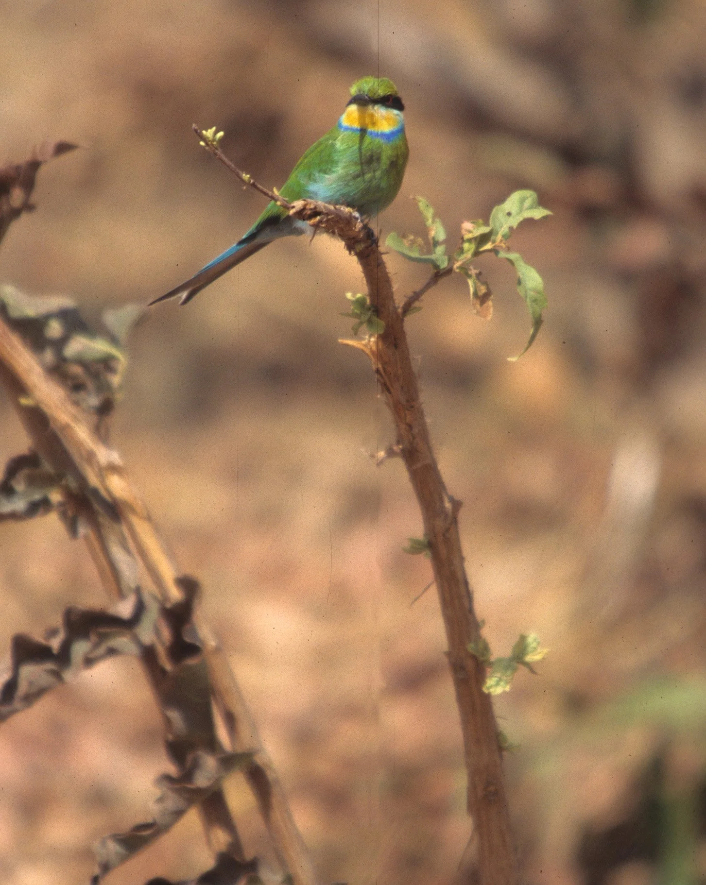 BIRDS - BEE EATER - SWALLOWTAILED - OKAVANGO.jpg
