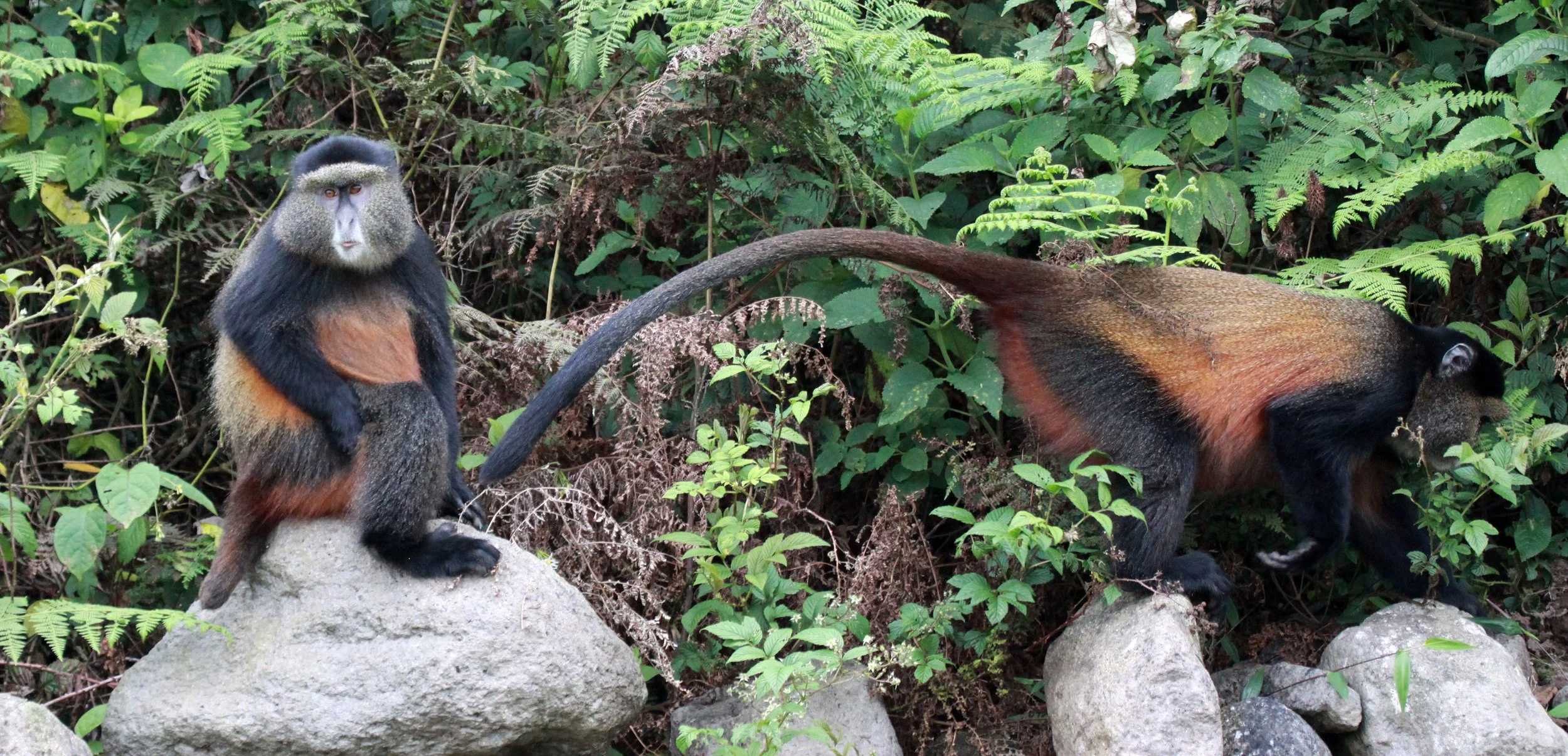 CERCOPITHECIDAE - Cercopithecus kandti - VIRUNGA GOLDEN MONKEY - PARK DU VULCANS RWANDA (314).JPG