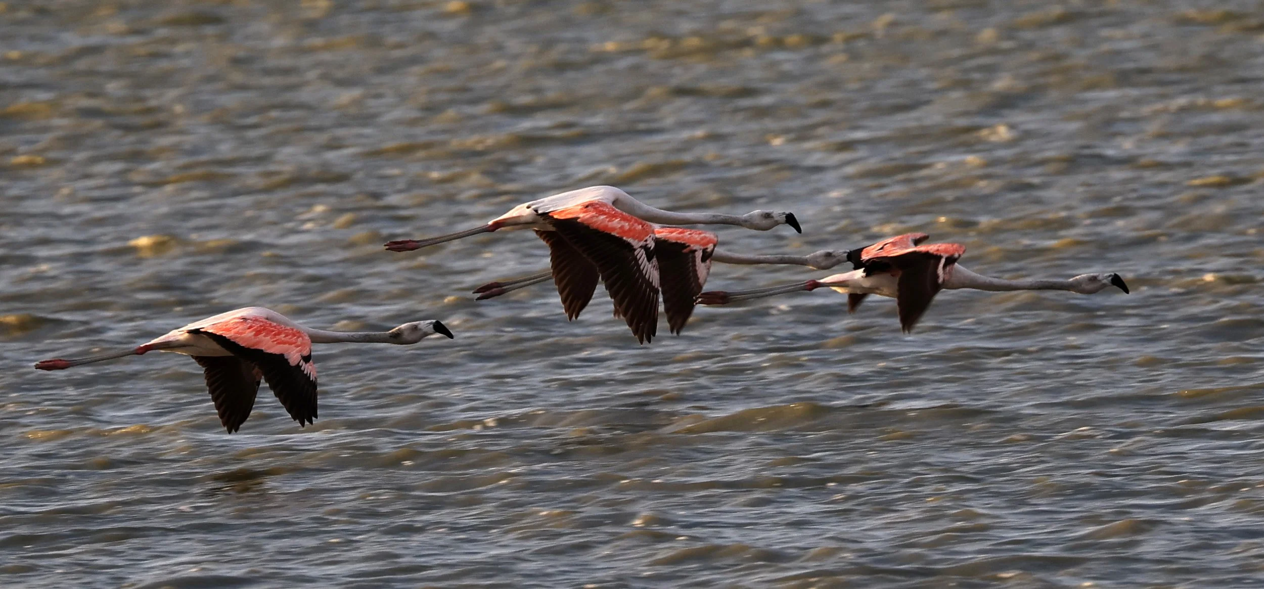 Chilean Flamingo (Phoenicopterus chilensis) Chaco Lodge & Laguna Salada Paraguay (80).jpg