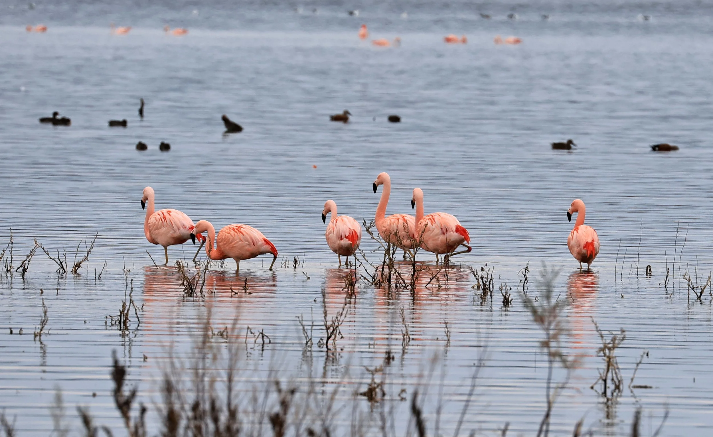 Chilean Flamingo (Phoenicopterus chilensis) Lagunas del Ornitólogo, Trelew Argentina (92).jpg