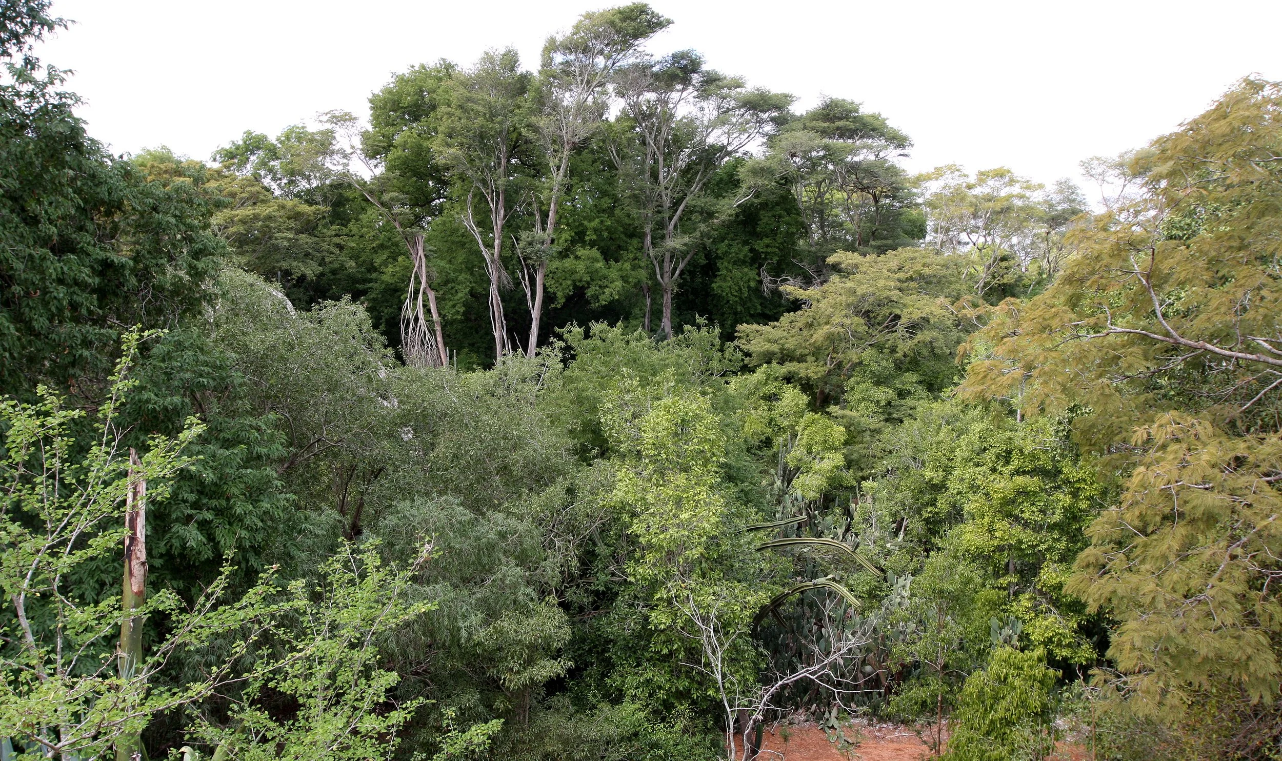 PLANT - TAMARAND GALLERY FOREST - BERENTY RESERVE MADAGASCAR.JPG