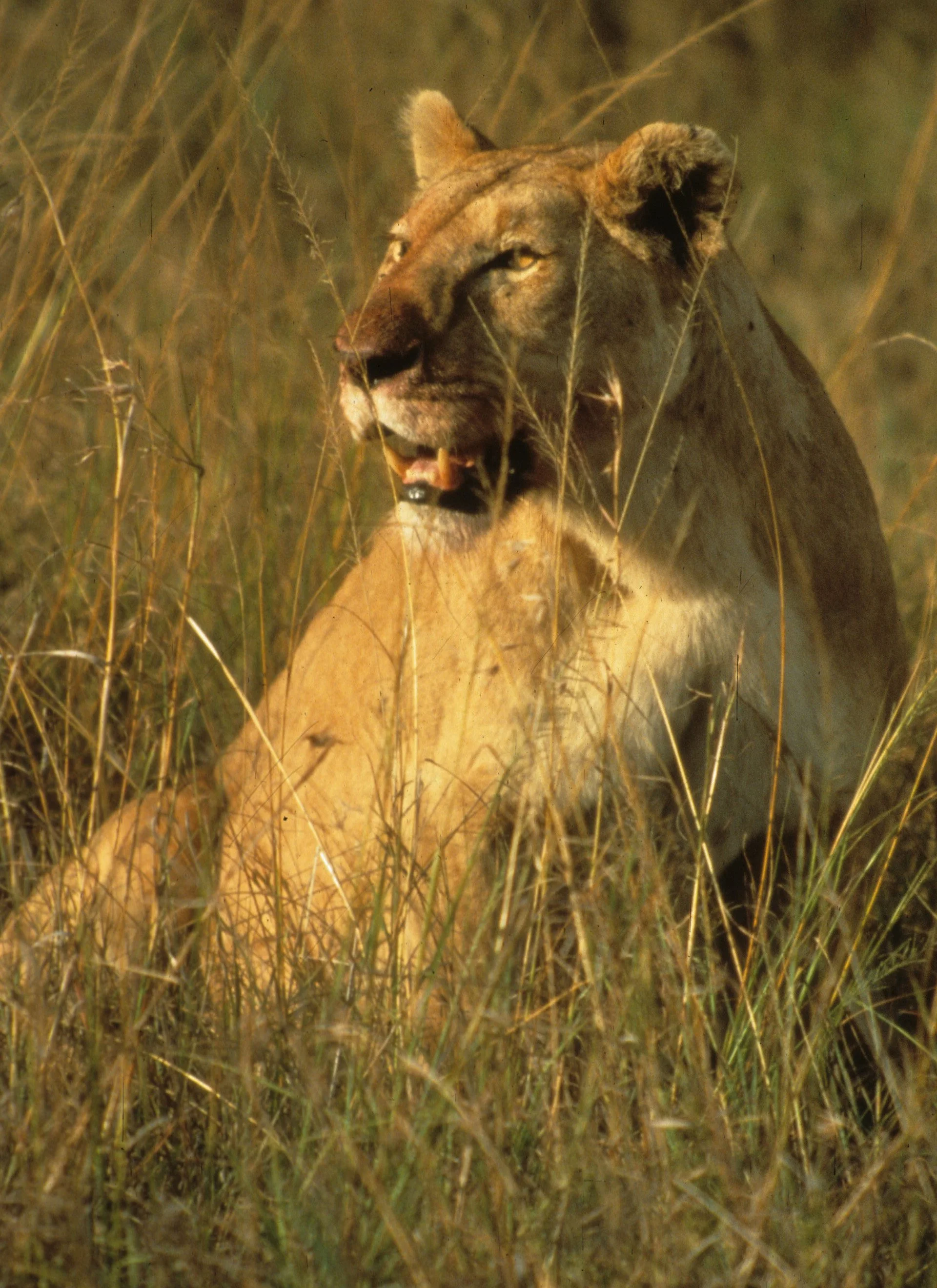 FELID - LION - SERENGETI (47).jpg