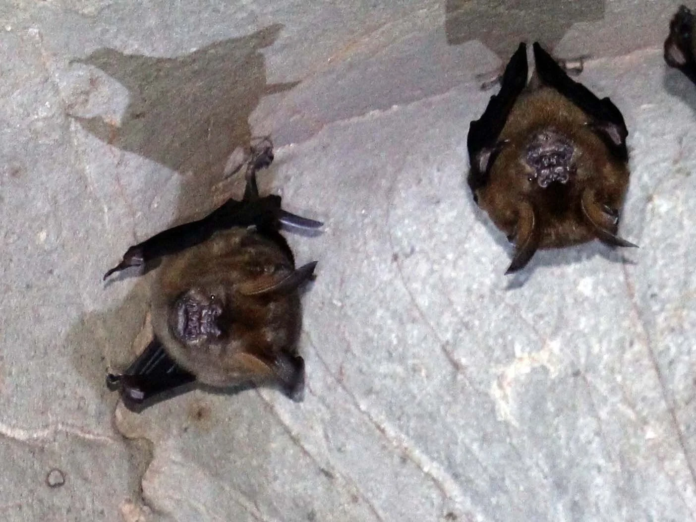 Hipposideros armiger - GREAT ROUNDLEAF BAT - NAMTHALU - KHAO SOK NATIONAL PARK - SURATTHANI (44).JPG