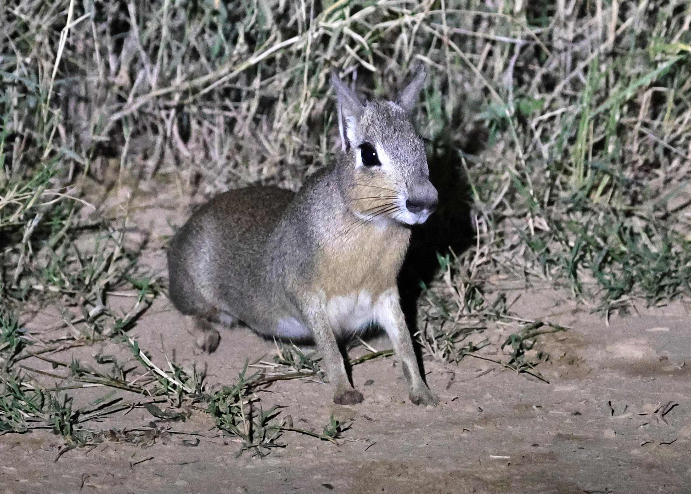 Chacoan Mara (Dolichotis salinicola) Hotel Campestre Iparoma Paraguay (2).jpg
