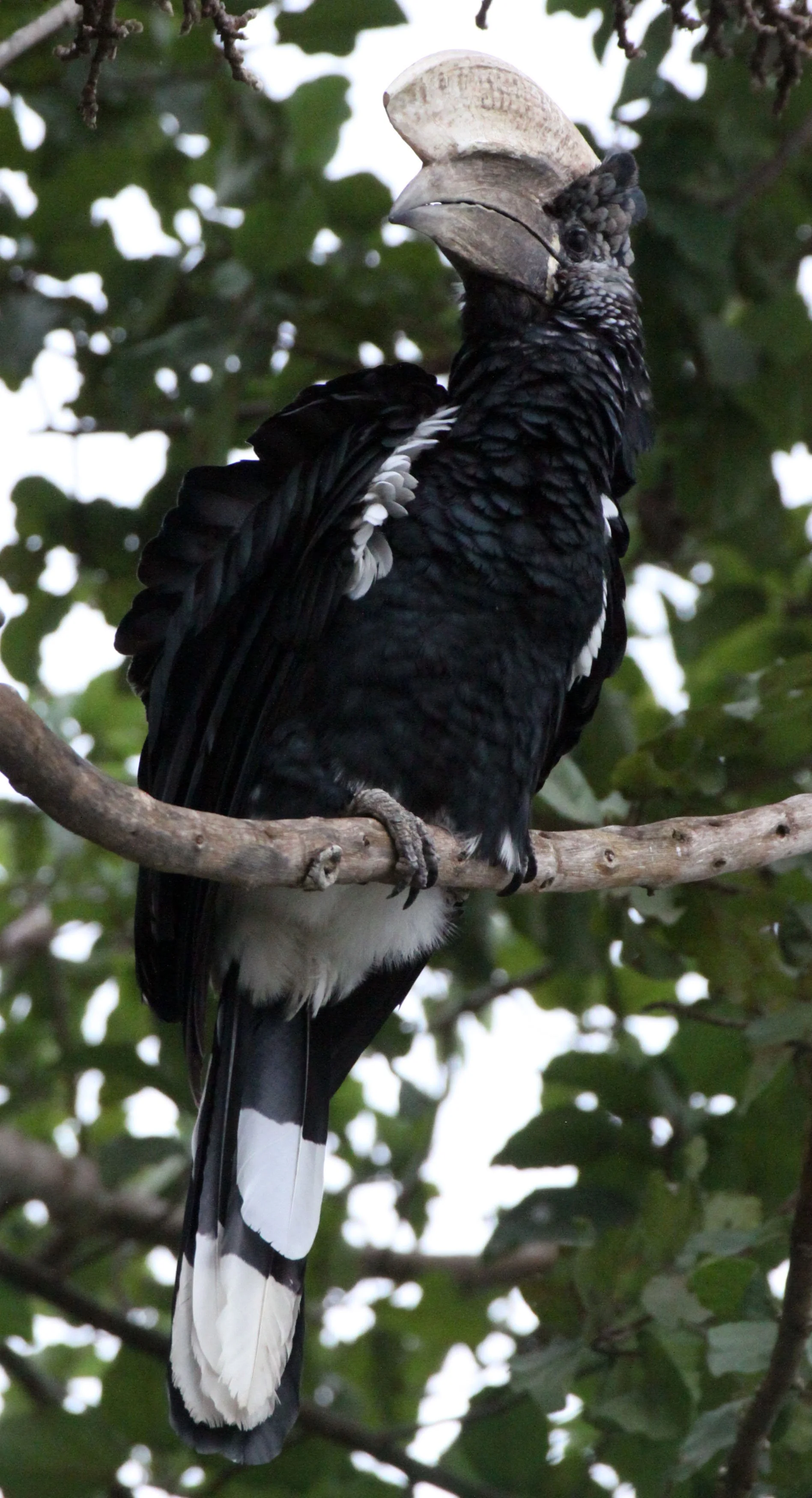 Bycanistes brevis - SILVERY-CHEEKED HORNBILL - LAKE AWASSA ETHIOPIA (10).JPG