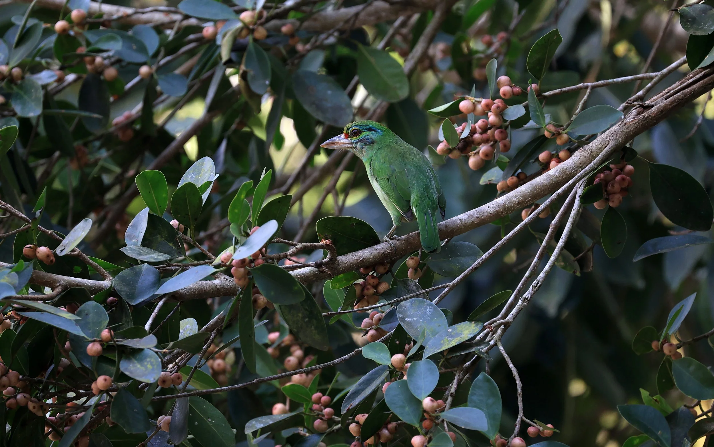 Moustached Barbet (Psilopogon incognitus) Khao Yai National Park Feb 2026 Day 2 (25).jpg
